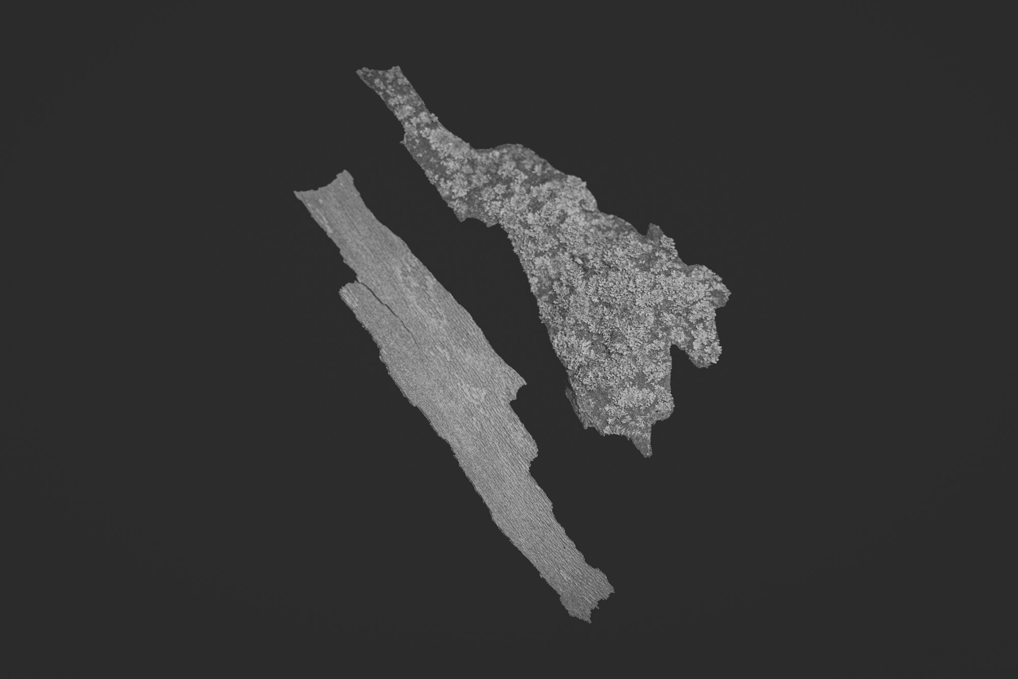 ©ElsaLaurent_150824_Plume_DSC0701