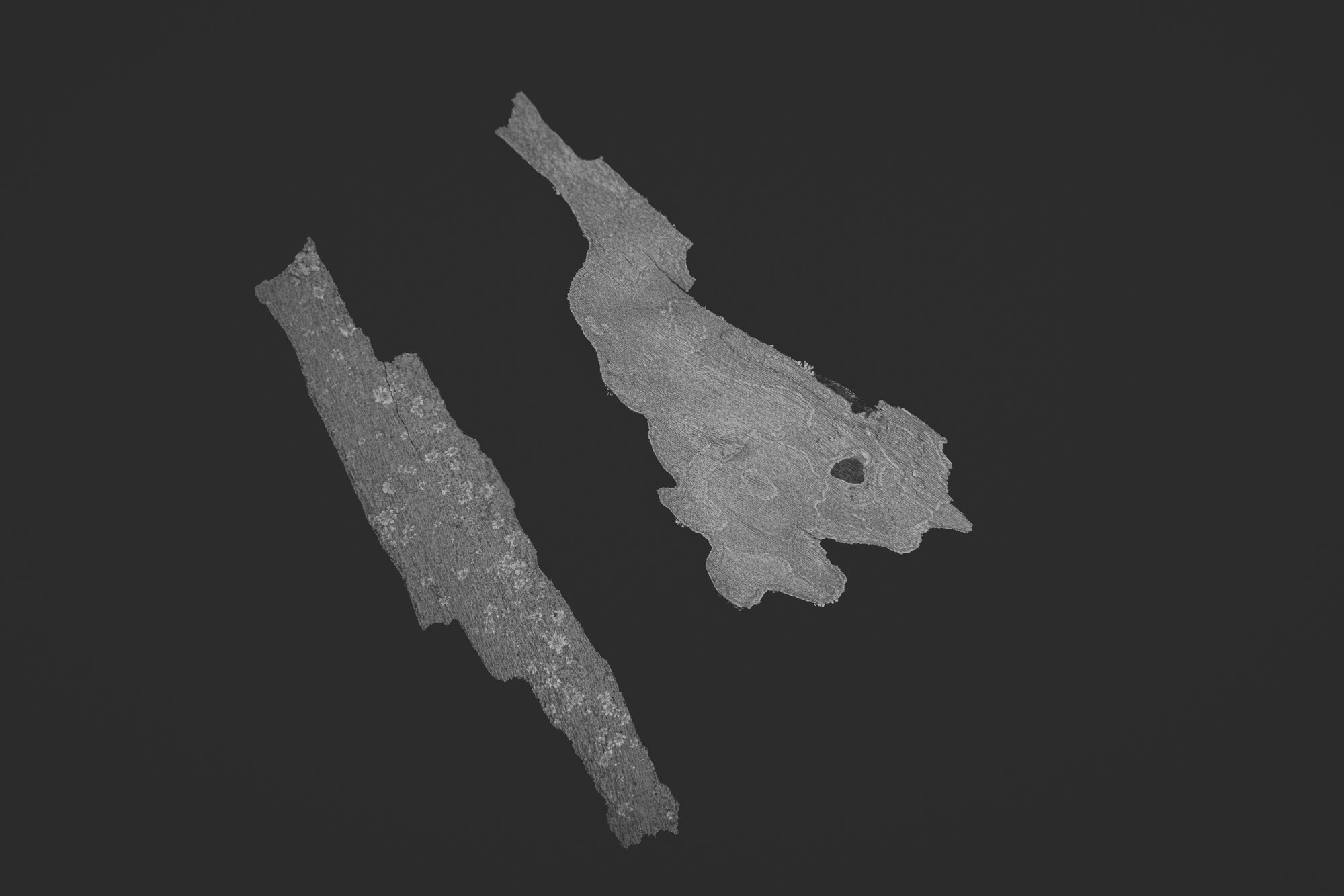 ©ElsaLaurent_150824_Plume_DSC0702