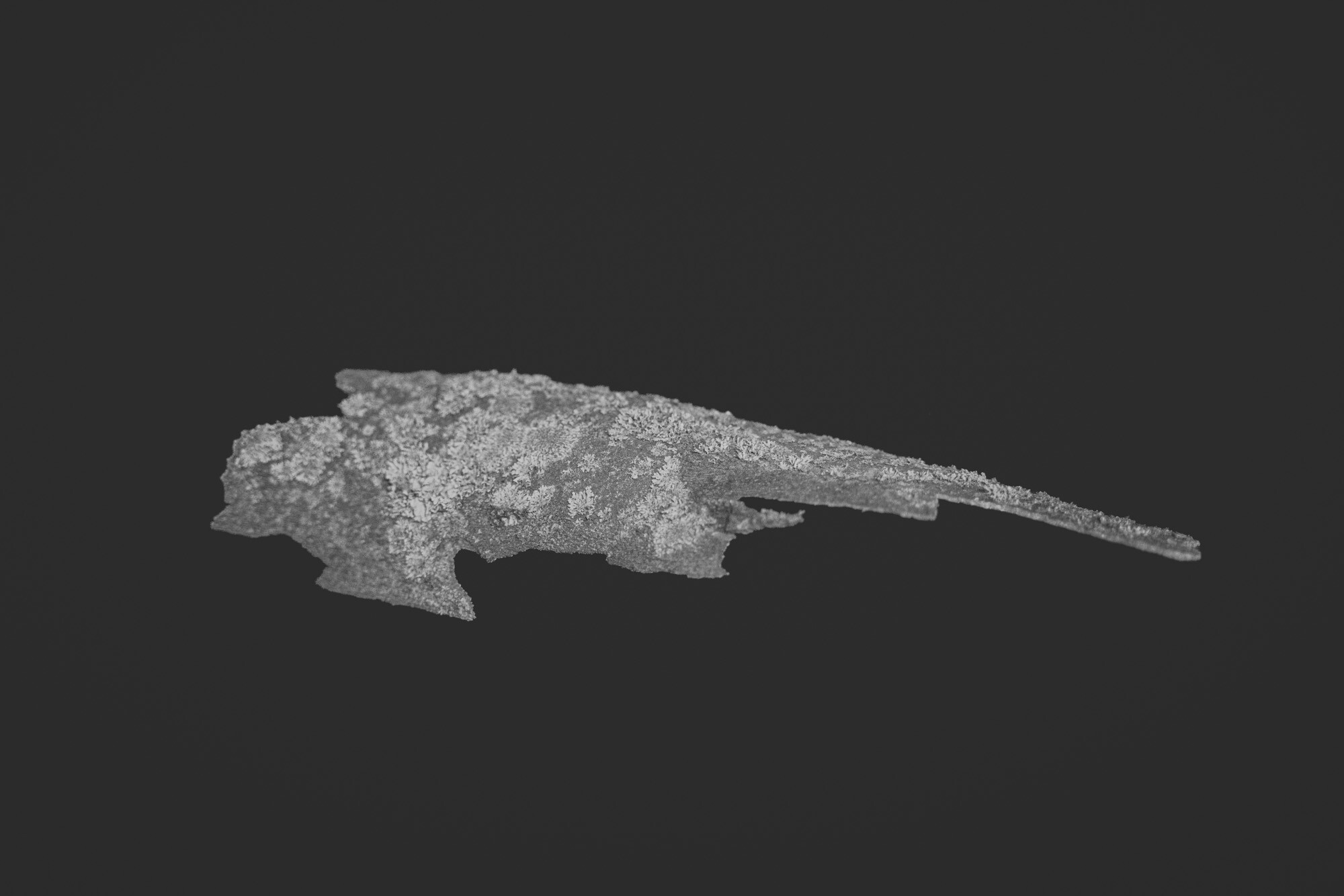 ©ElsaLaurent_150824_Plume_DSC0707