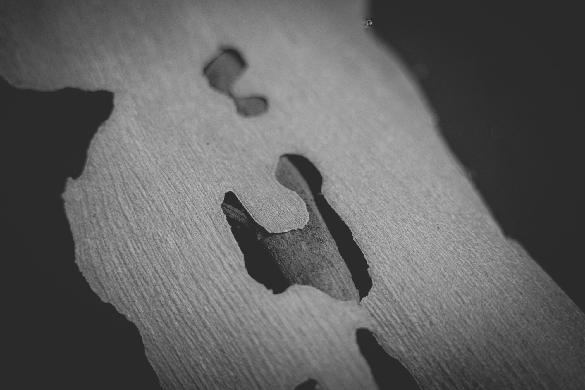 ©ElsaLaurent_150824_Plume_DSC0711