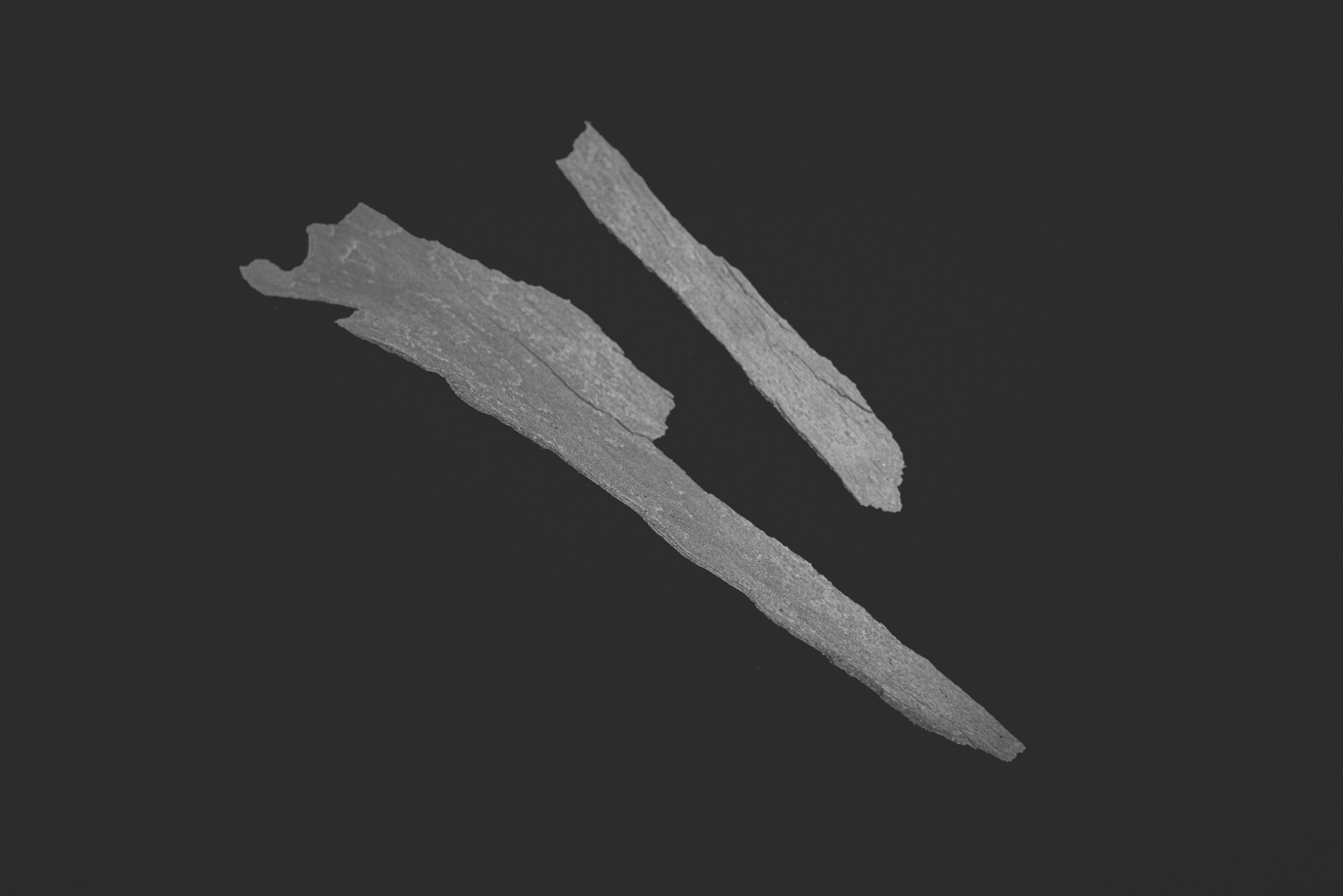 ©ElsaLaurent_150824_Plume_DSC0723