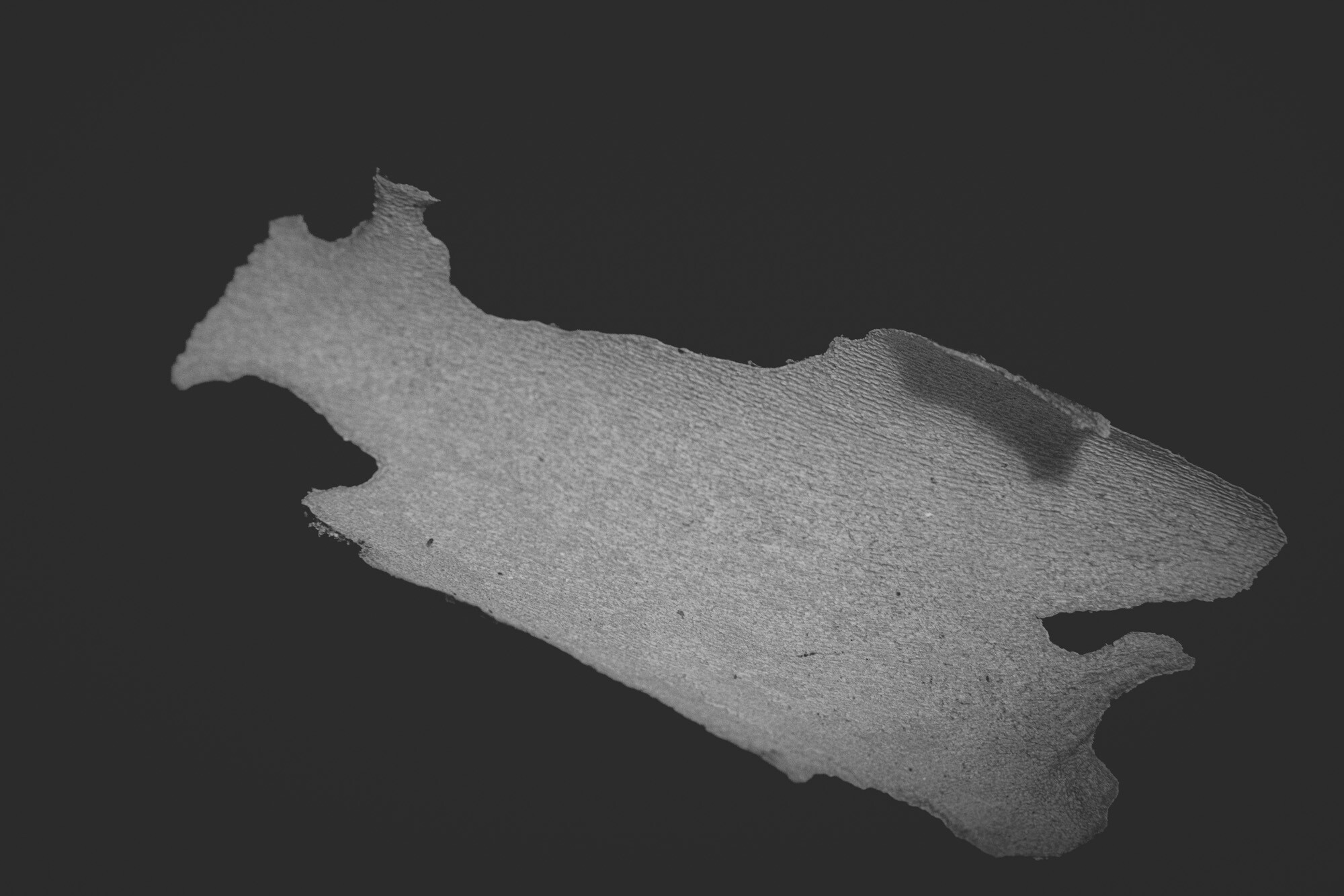 ©ElsaLaurent_150824_Plume_DSC0728