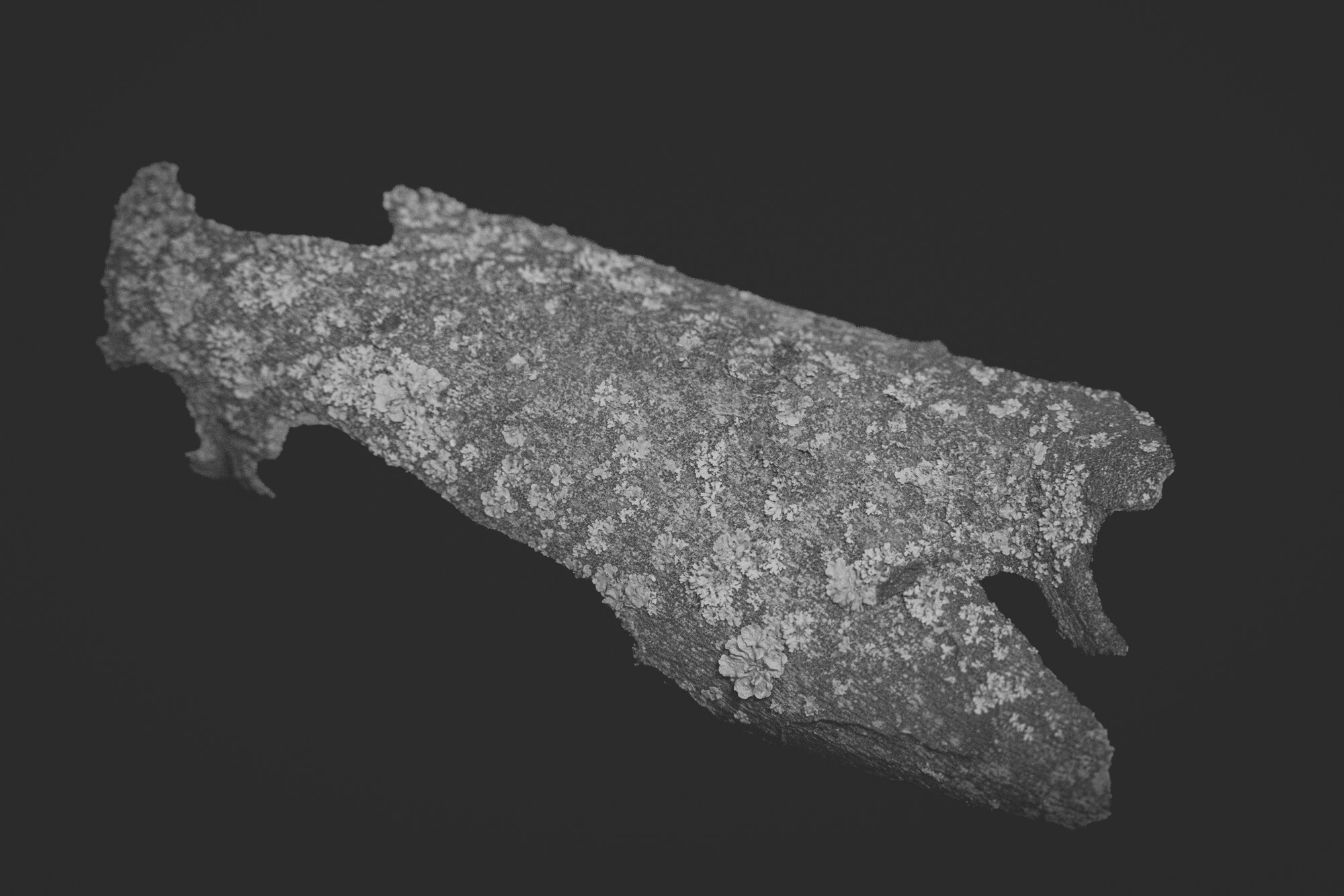 ©ElsaLaurent_150824_Plume_DSC0729