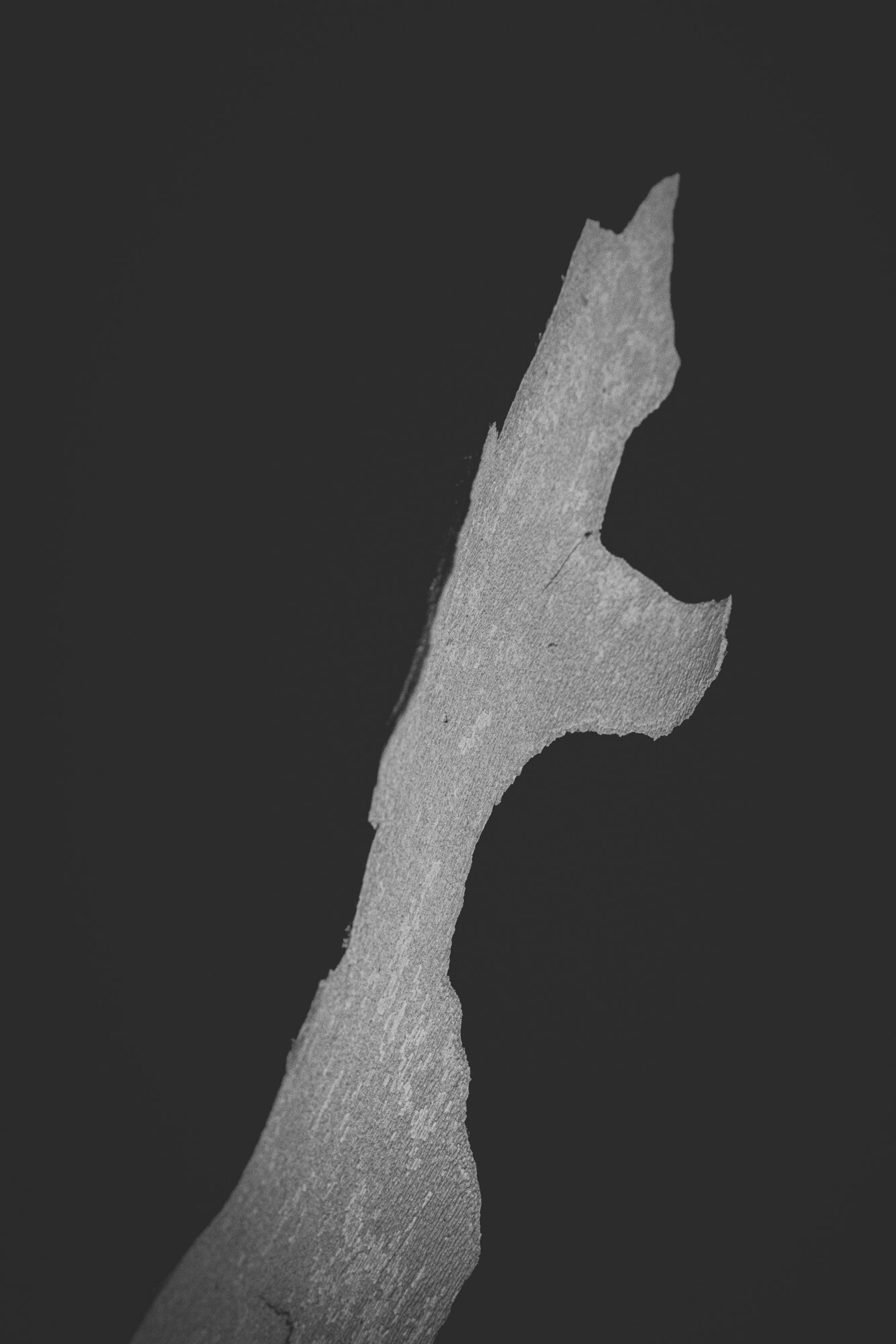 ©ElsaLaurent_150824_Plume_DSC0746