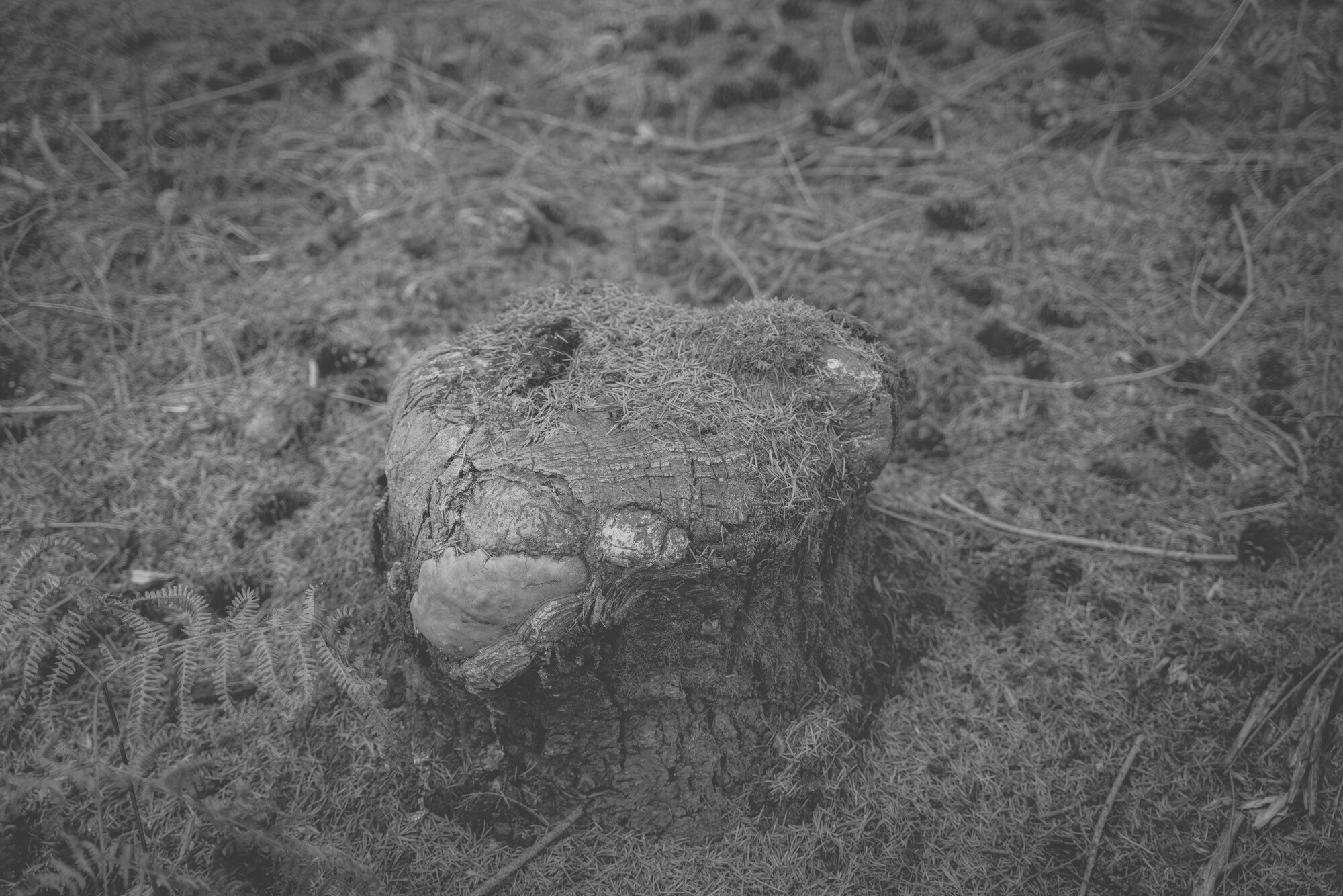 ©ElsaLaurent_170926-Souche_DSC2286