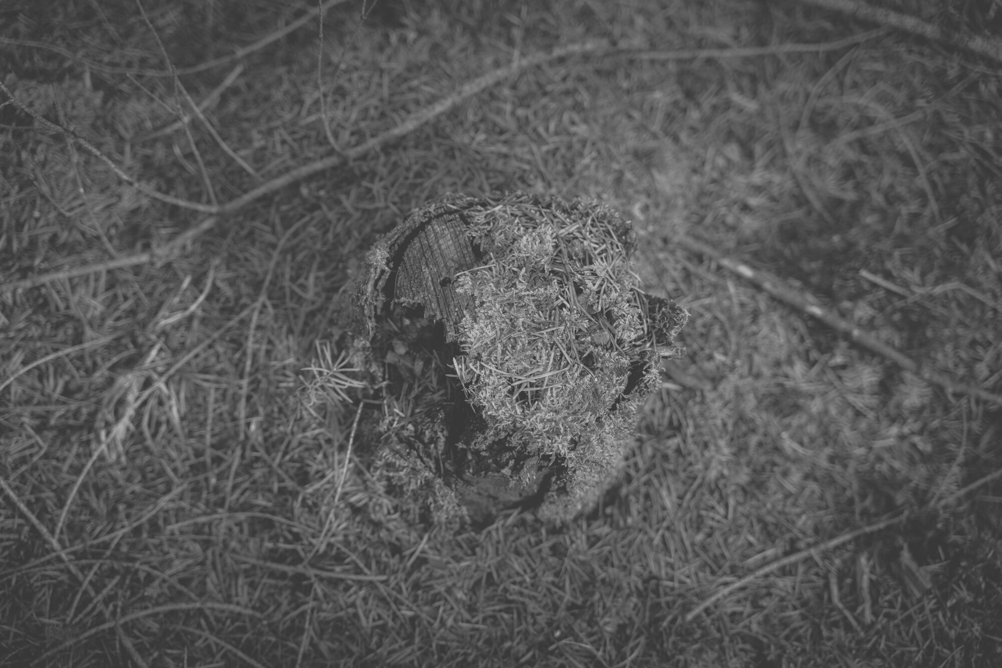 ©ElsaLaurent_170926-Souche_DSC2308