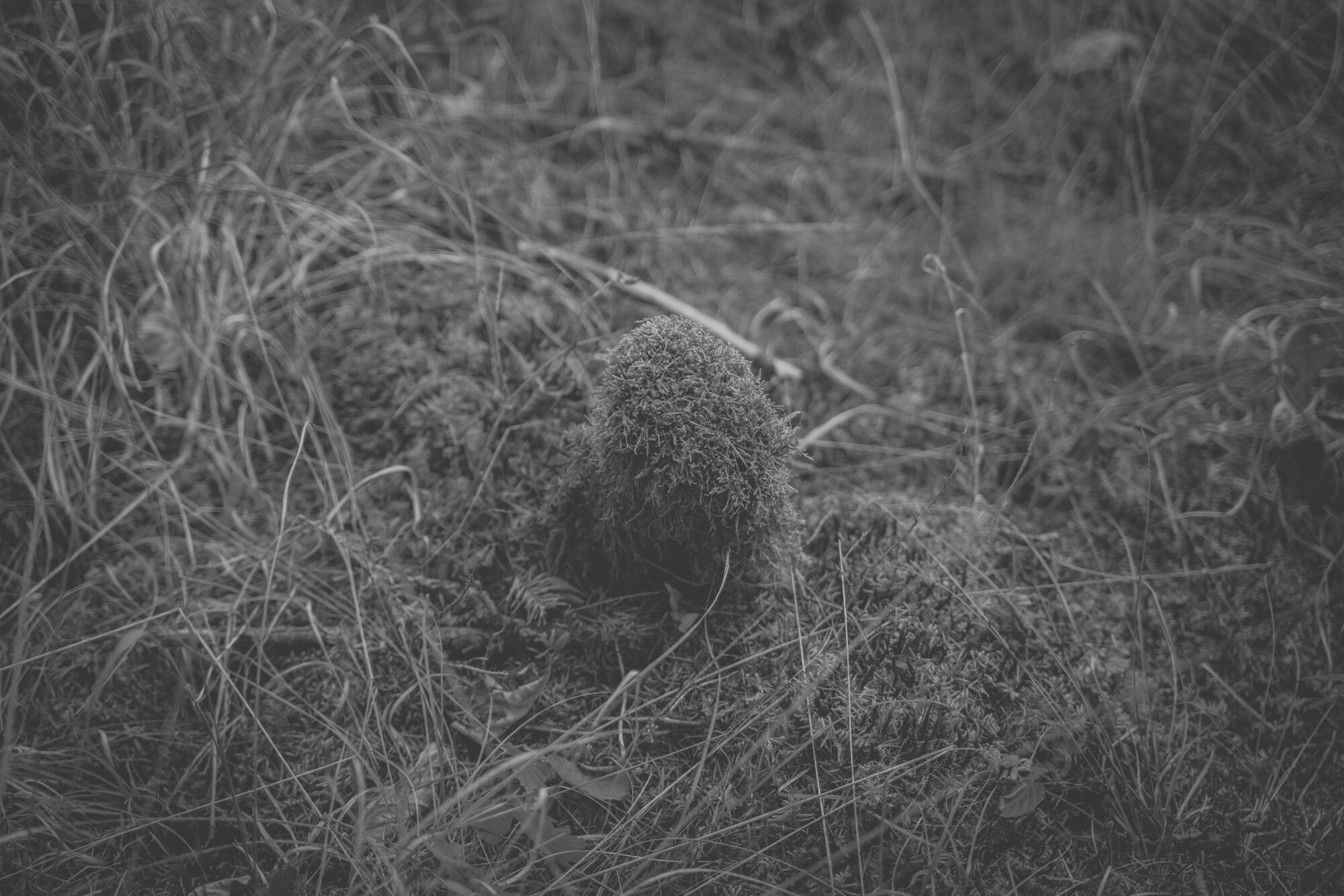 ©ElsaLaurent_170926-Souche_DSC2337