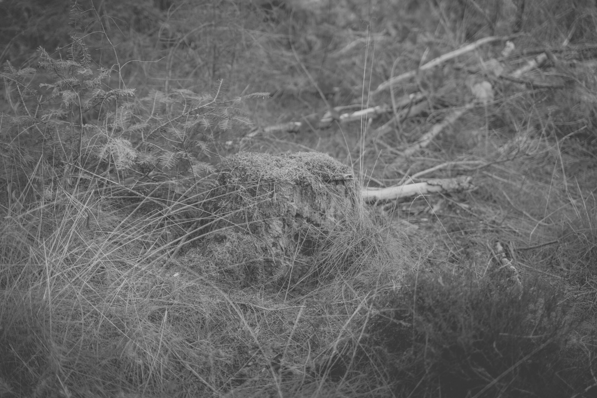 ©ElsaLaurent_170926-Souche_DSC2338