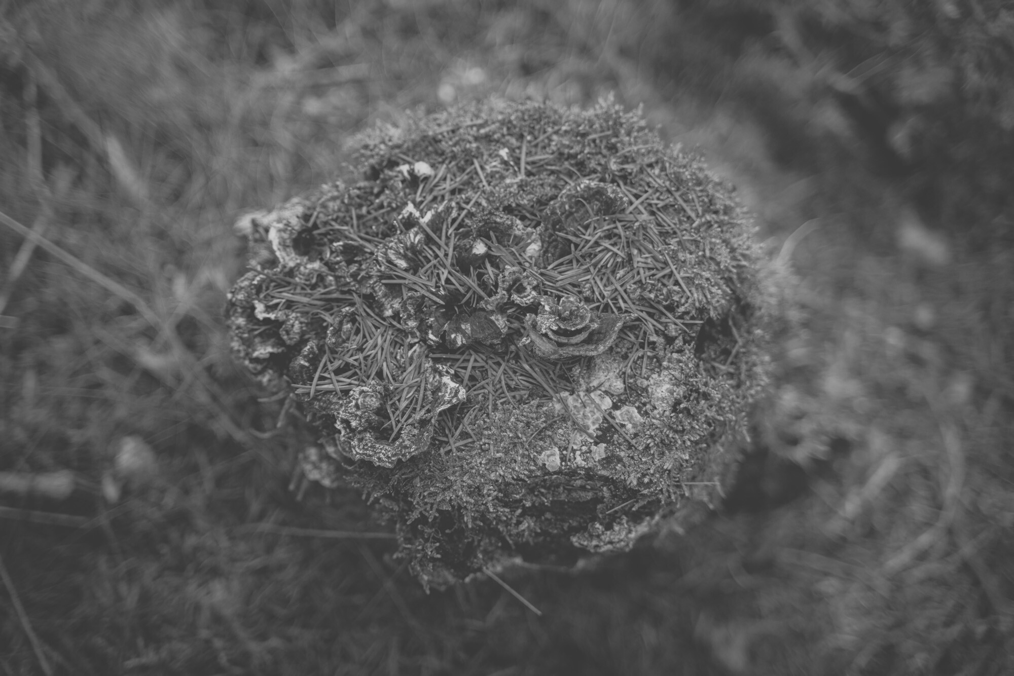 ©ElsaLaurent_170926-Souche_DSC2343