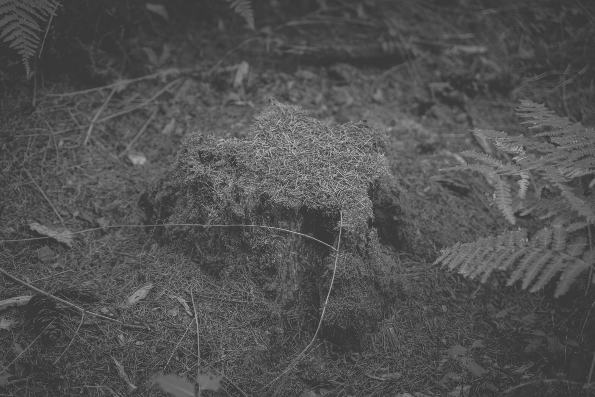 ©ElsaLaurent_170926-Souche_DSC2351