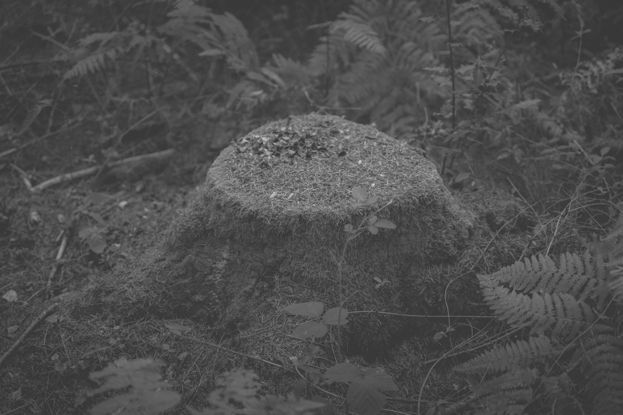 ©ElsaLaurent_170926-Souche_DSC2353
