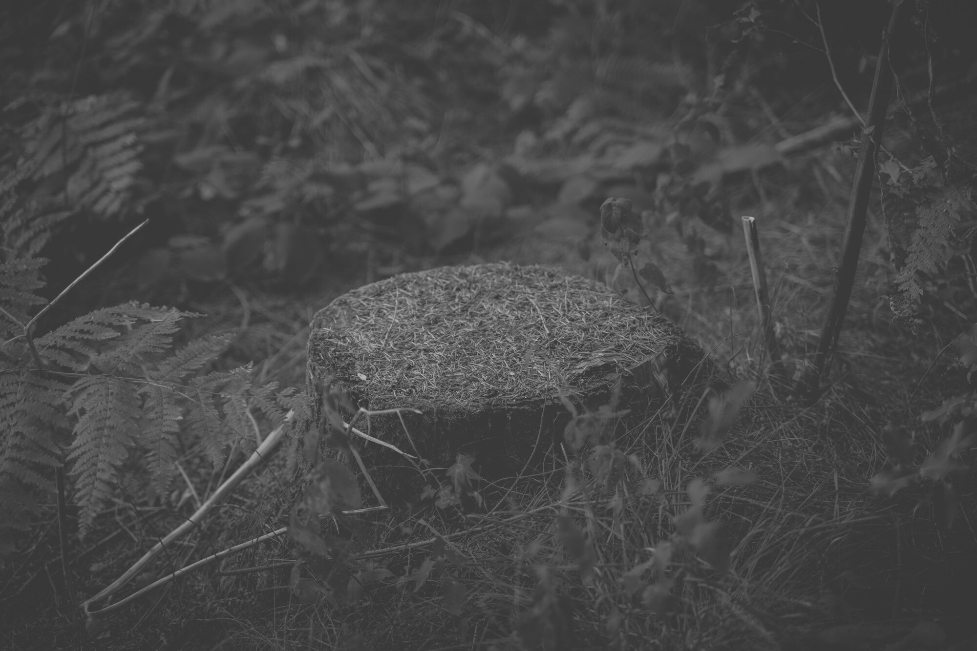 ©ElsaLaurent_170926-Souche_DSC2366