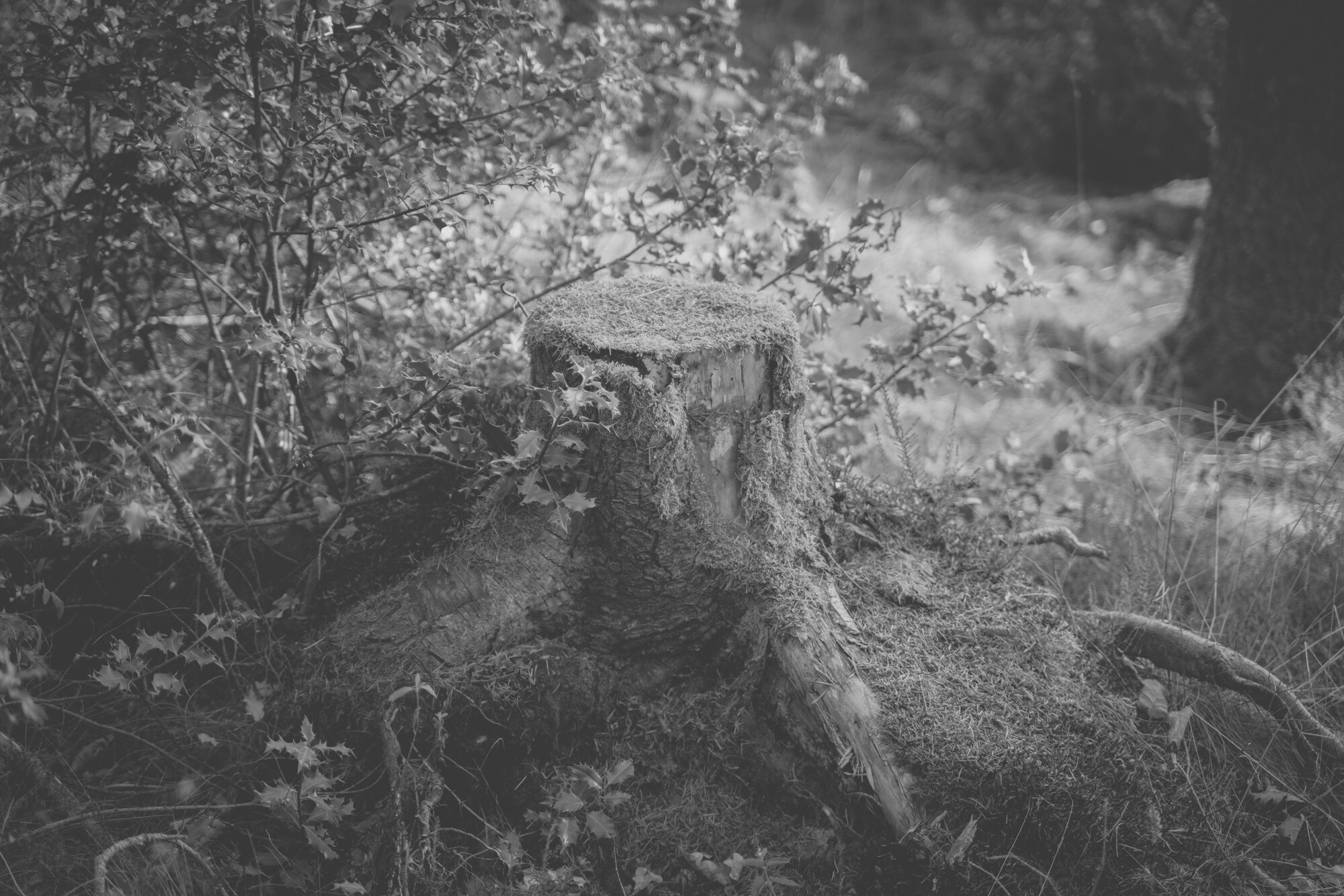 ©ElsaLaurent_170926-Souche_DSC2373