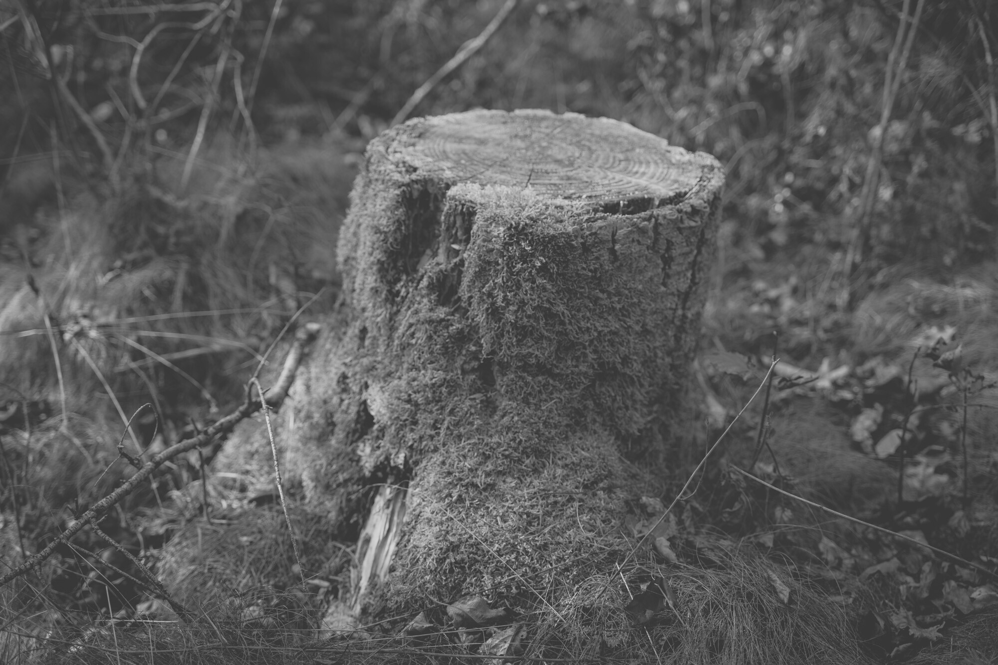 ©ElsaLaurent_170926-Souche_DSC2379