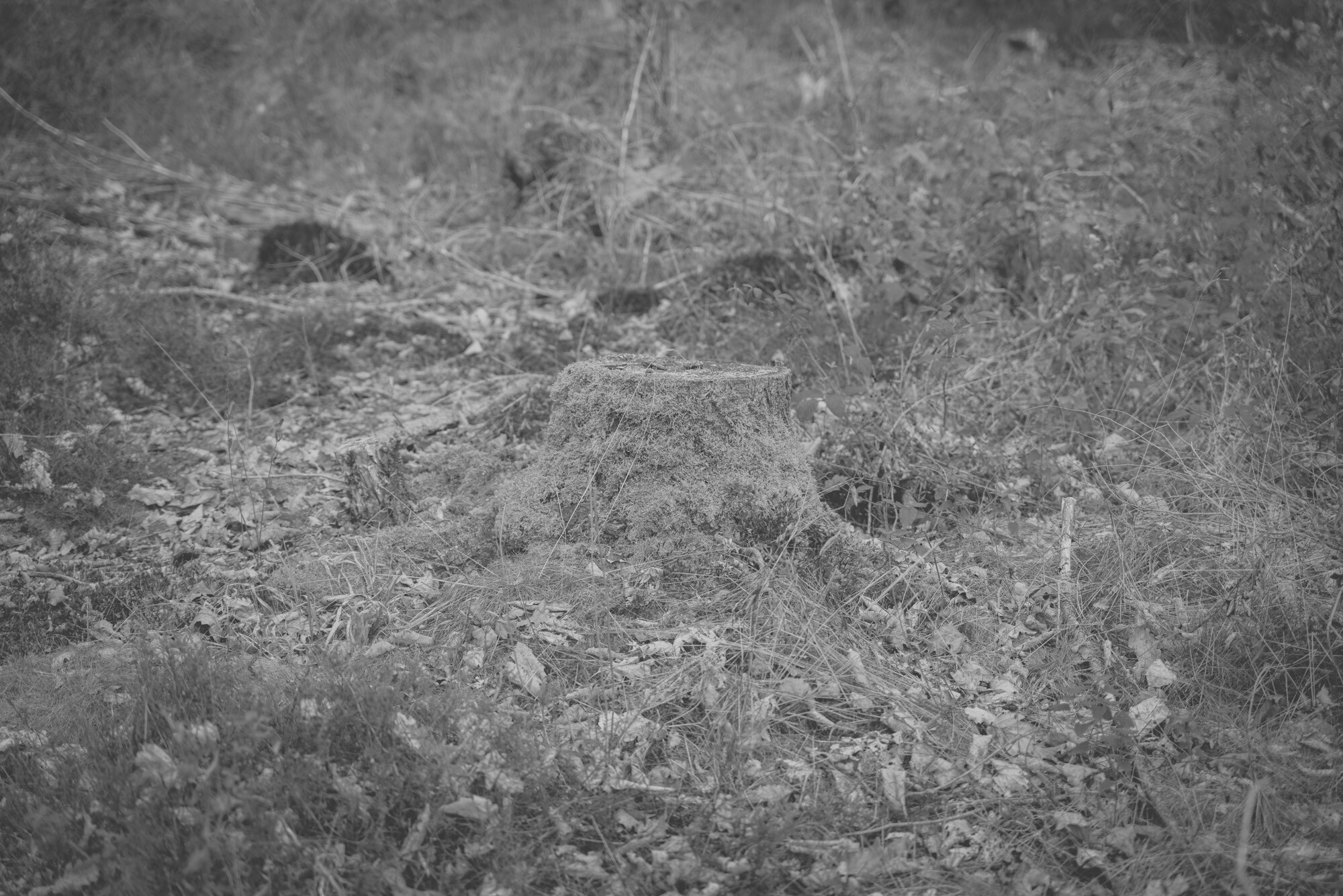 ©ElsaLaurent_170926-Souche_DSC2385
