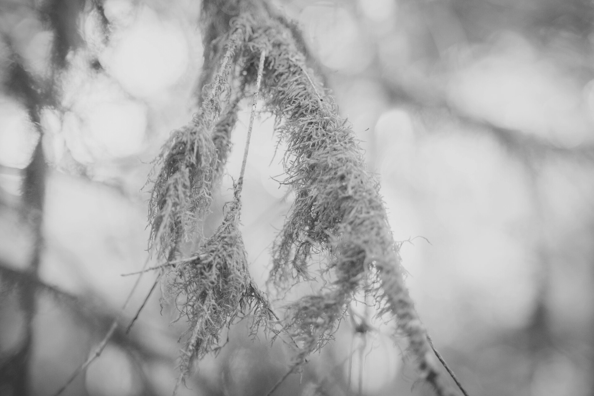 ©ElsaLaurent-2024_Forest-190925_DSC6643