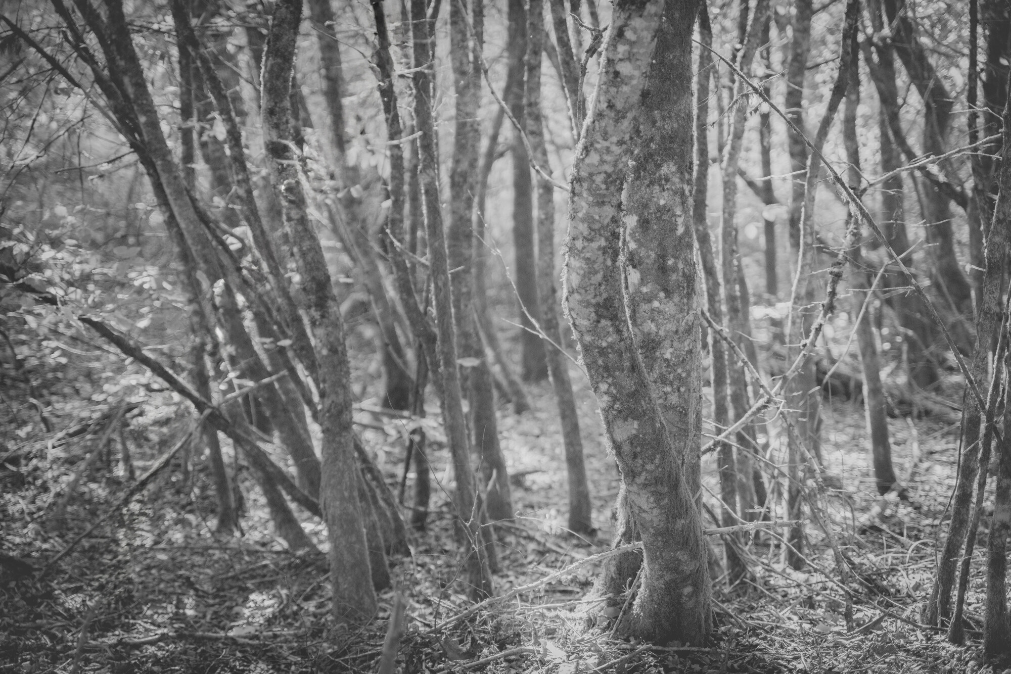 ©ElsaLaurent-2024_Forest-190925_DSC6645