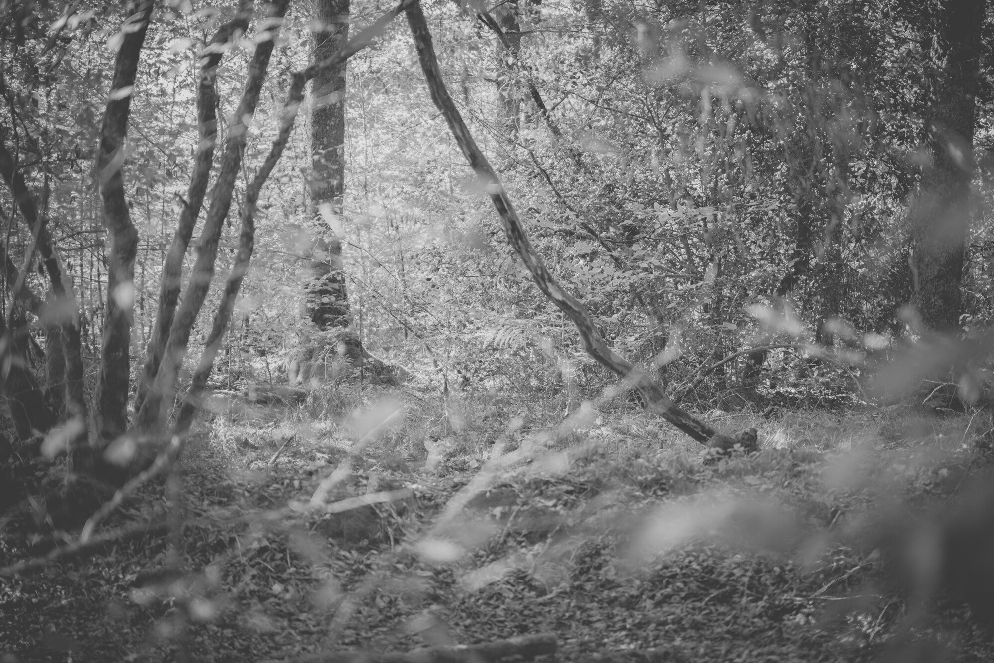 ©ElsaLaurent-2024_Forest-190925_DSC6649