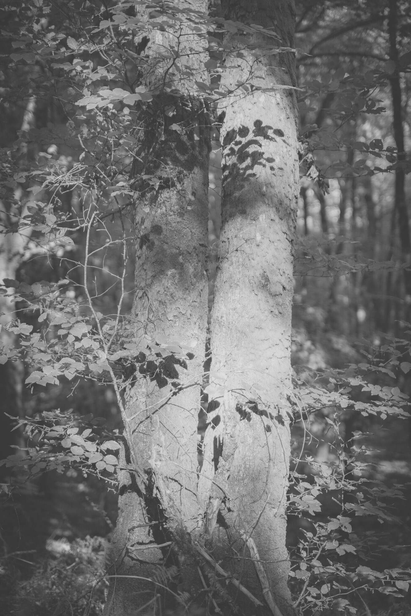 ©ElsaLaurent-2024_Forest-190925_DSC6651