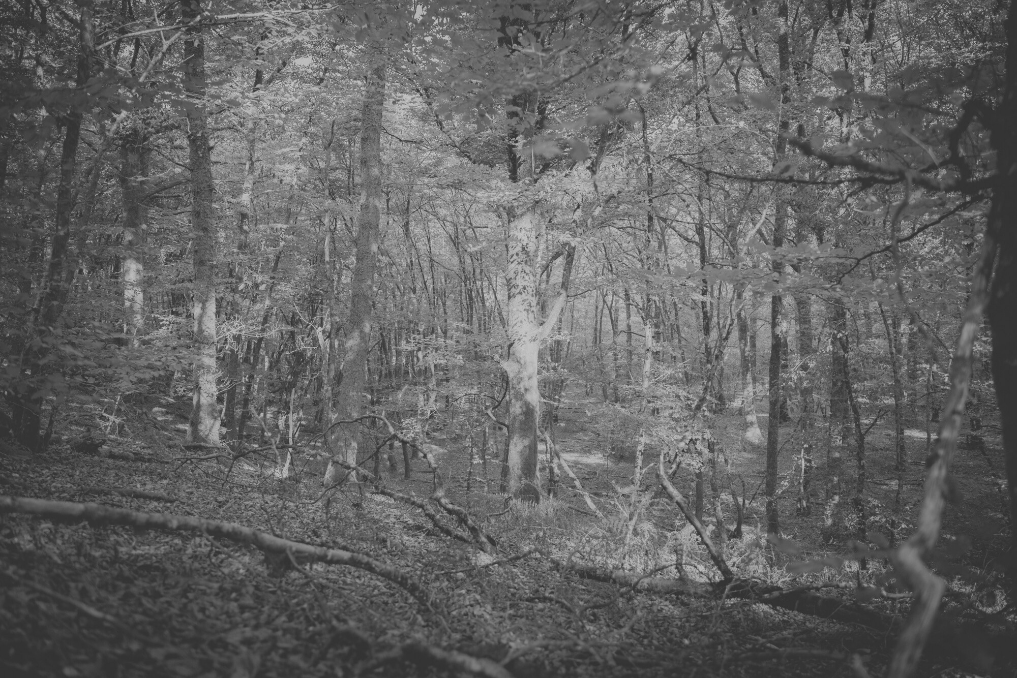 ©ElsaLaurent-2024_Forest-190925_DSC6652