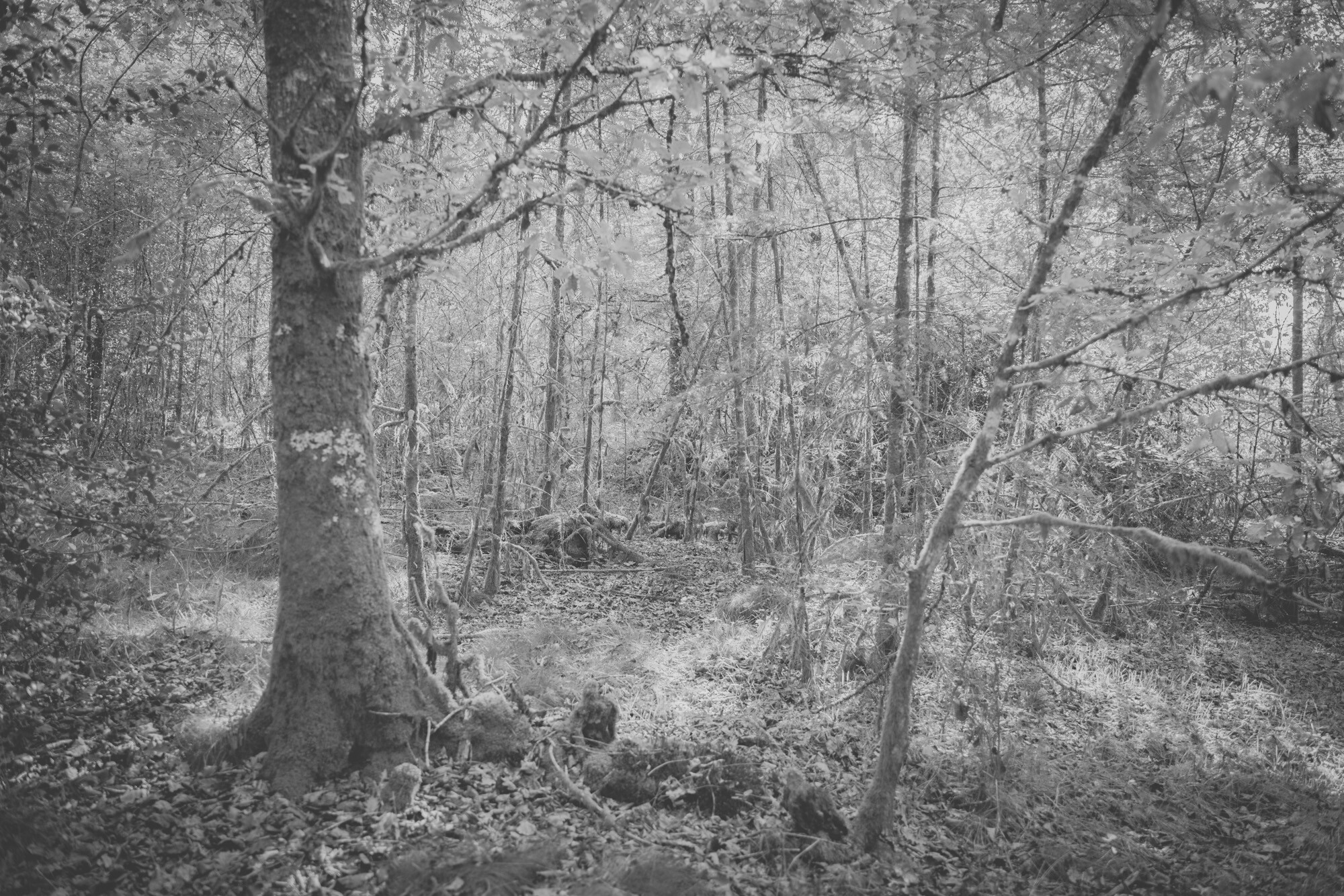 ©ElsaLaurent-2024_Forest-190925_DSC6654