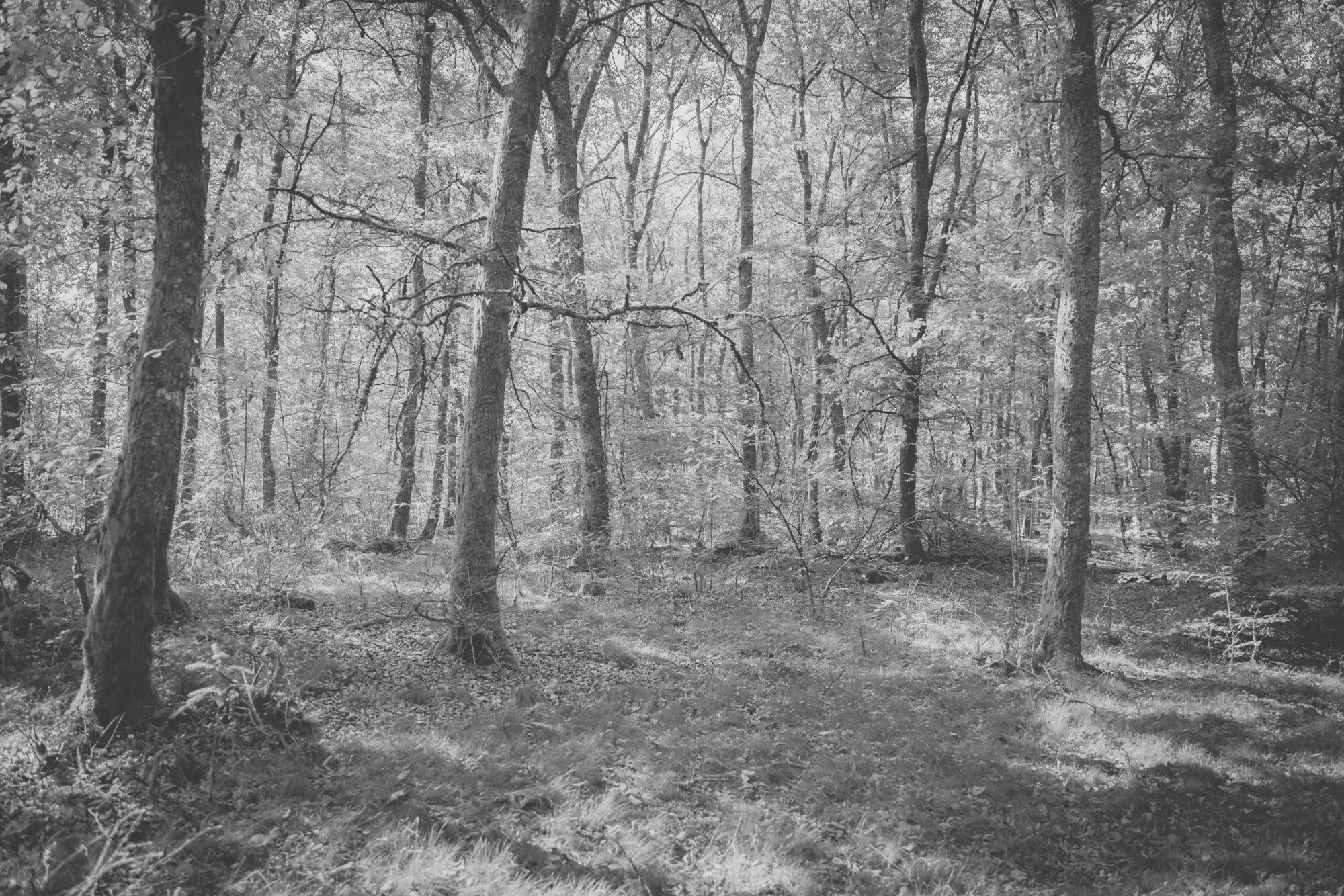 ©ElsaLaurent-2024_Forest-190925_DSC6660