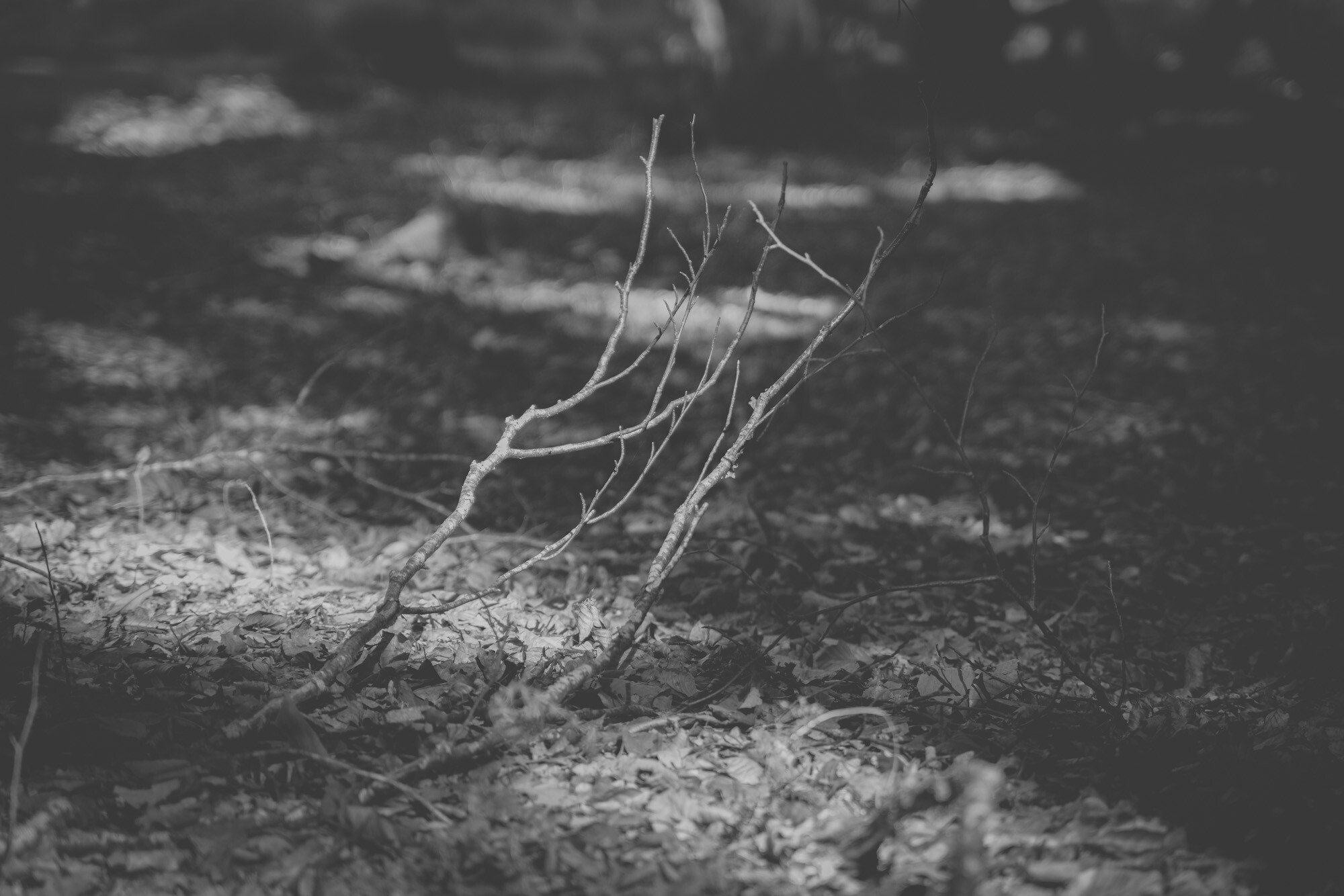 © ElsaLaurent-2025_Forest-180925_DSC6174