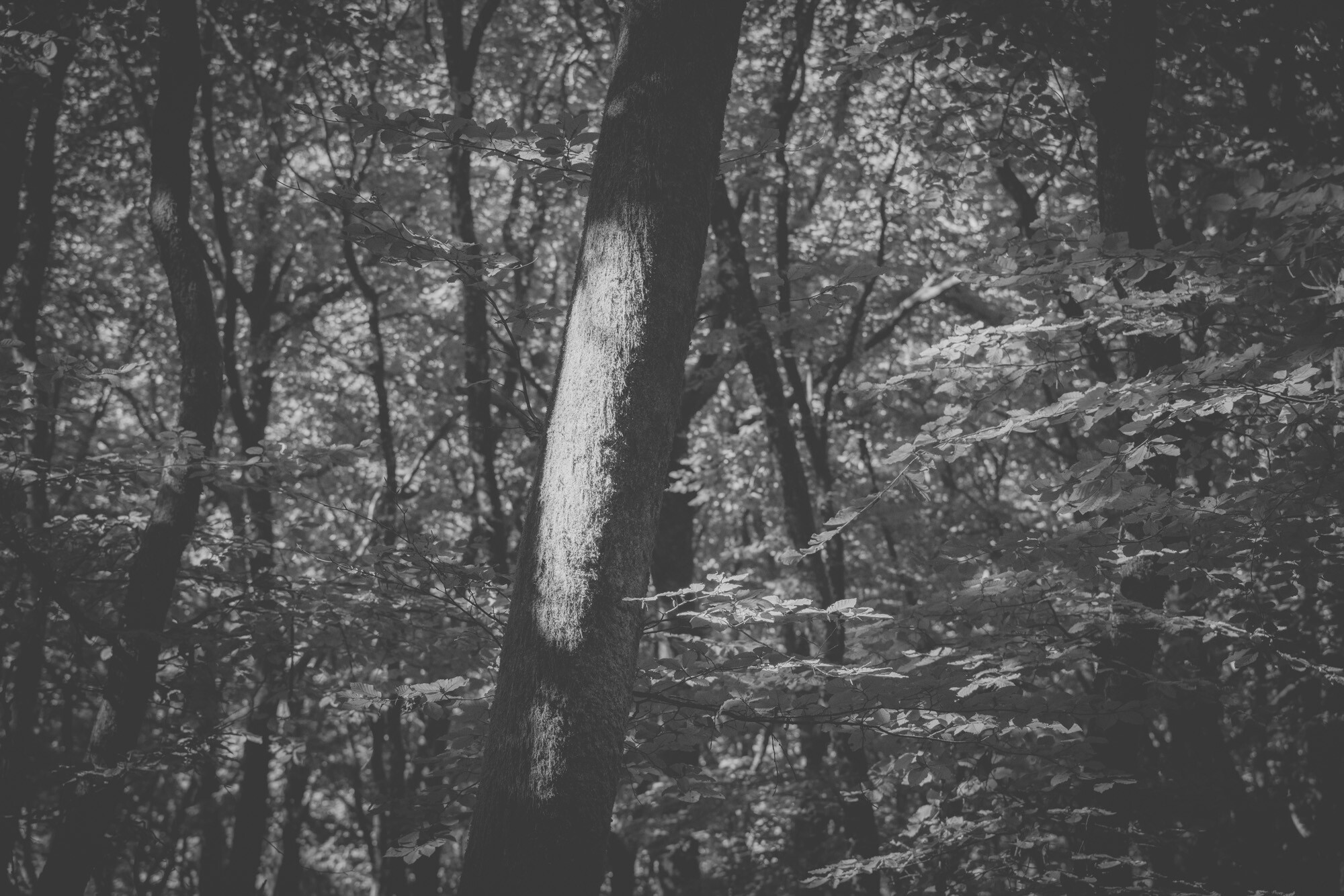 © ElsaLaurent-2025_Forest-180925_DSC6199