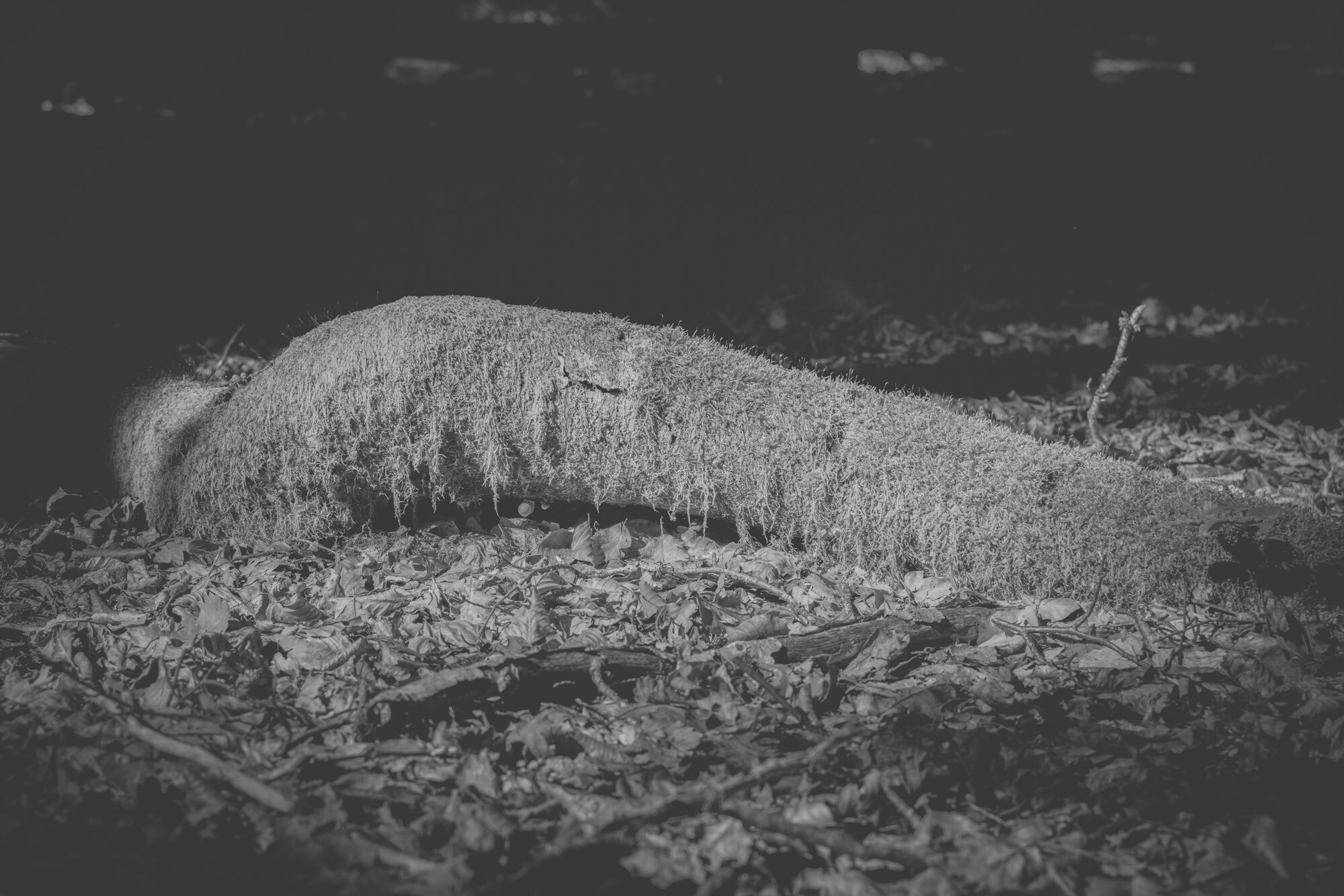 © ElsaLaurent-2025_Forest-180925_DSC6203