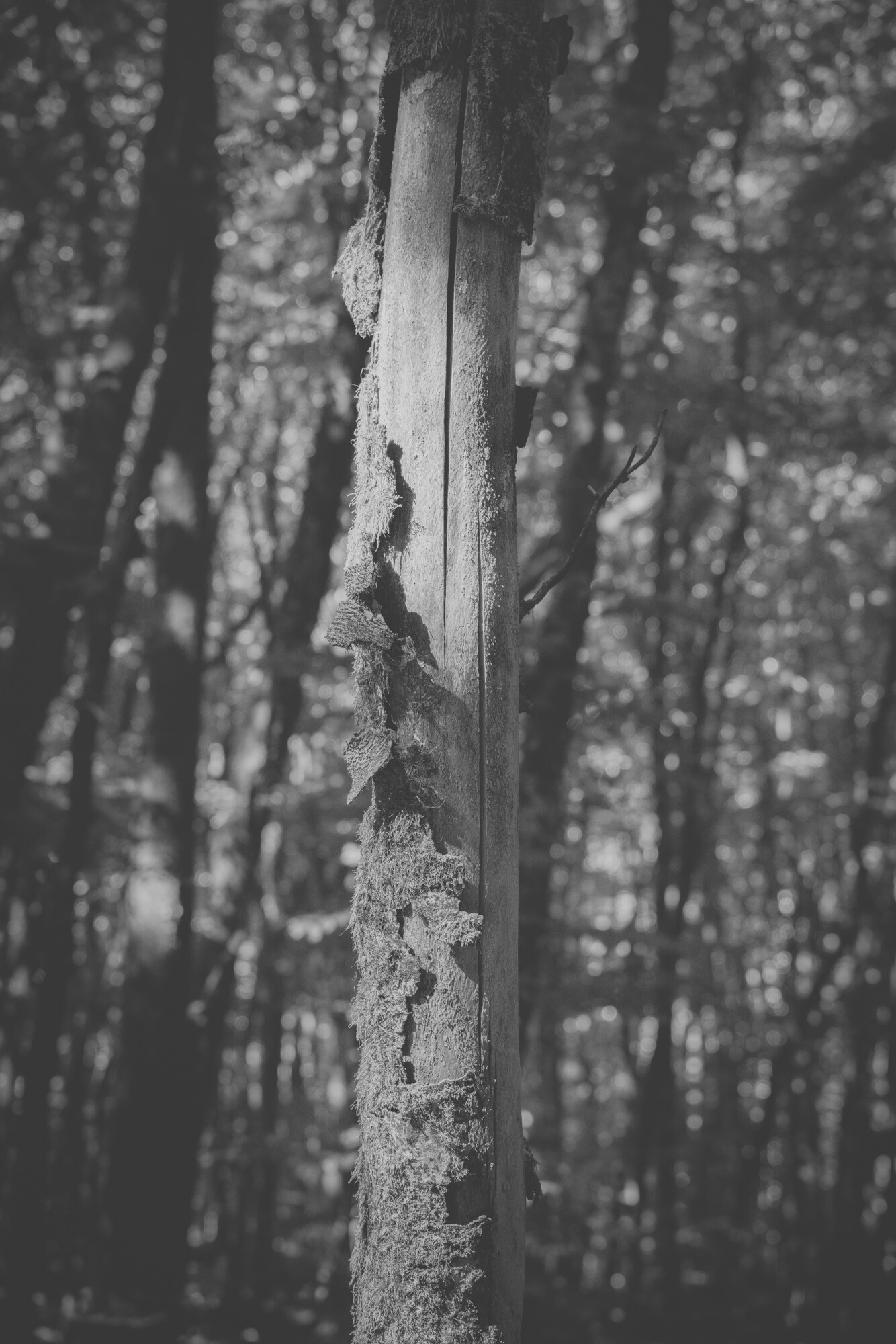 © ElsaLaurent-2025_Forest-180925_DSC6267