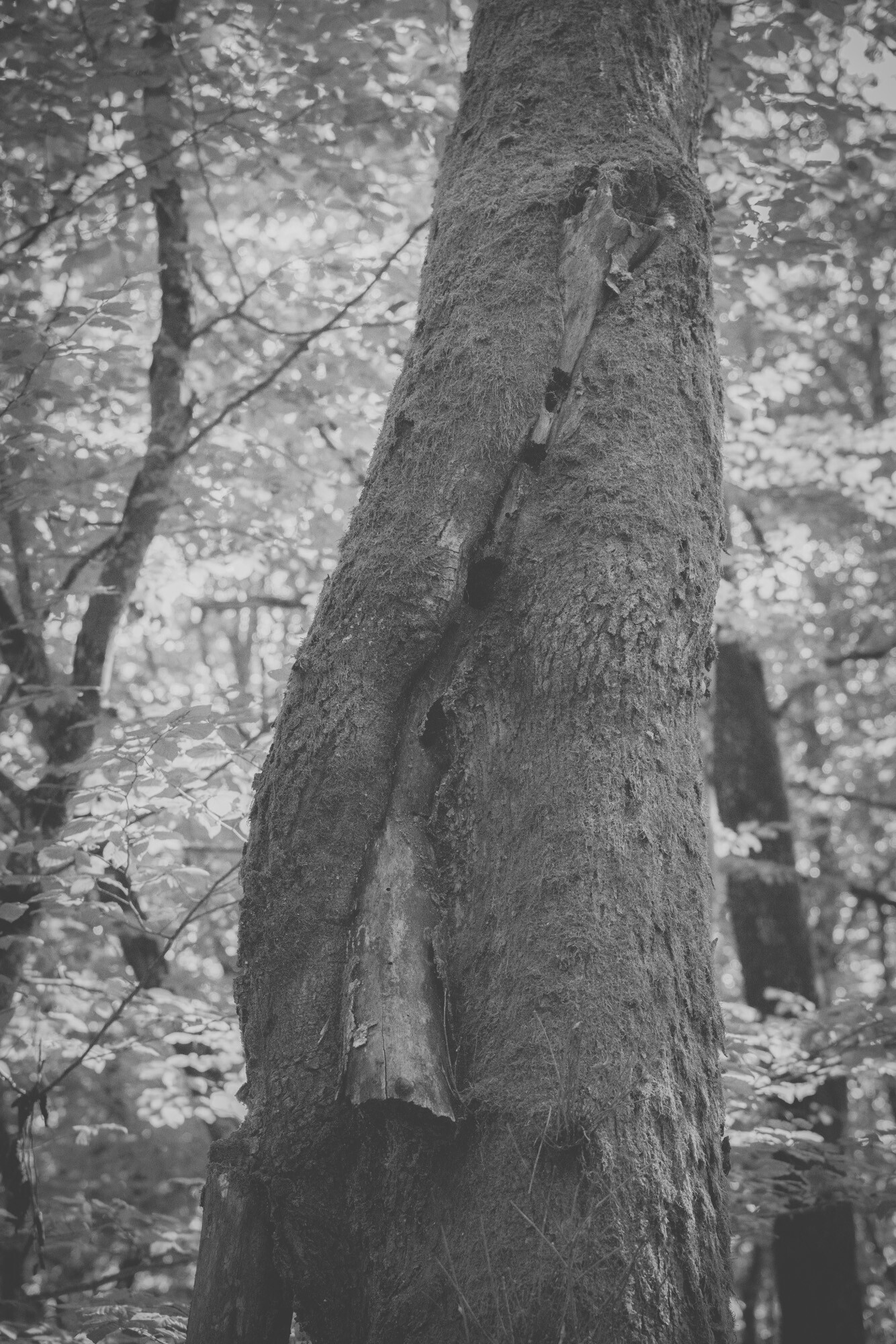 © ElsaLaurent-2025_Forest-180925_DSC6284