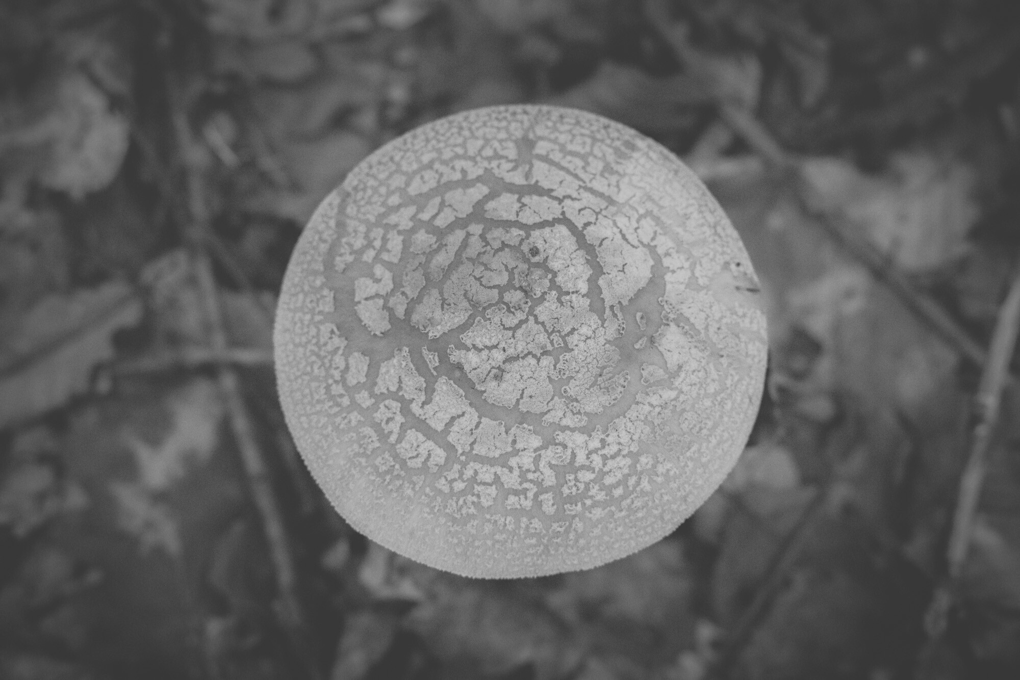 © ElsaLaurent-2025_Forest-180925_DSC6290