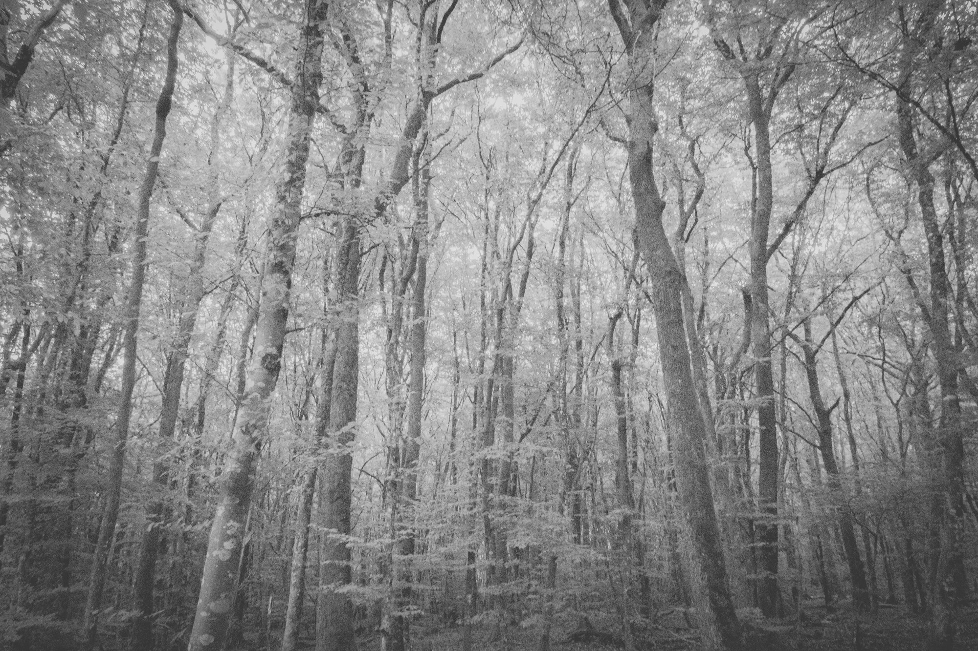 © ElsaLaurent-2025_Forest-190825_DSC4322