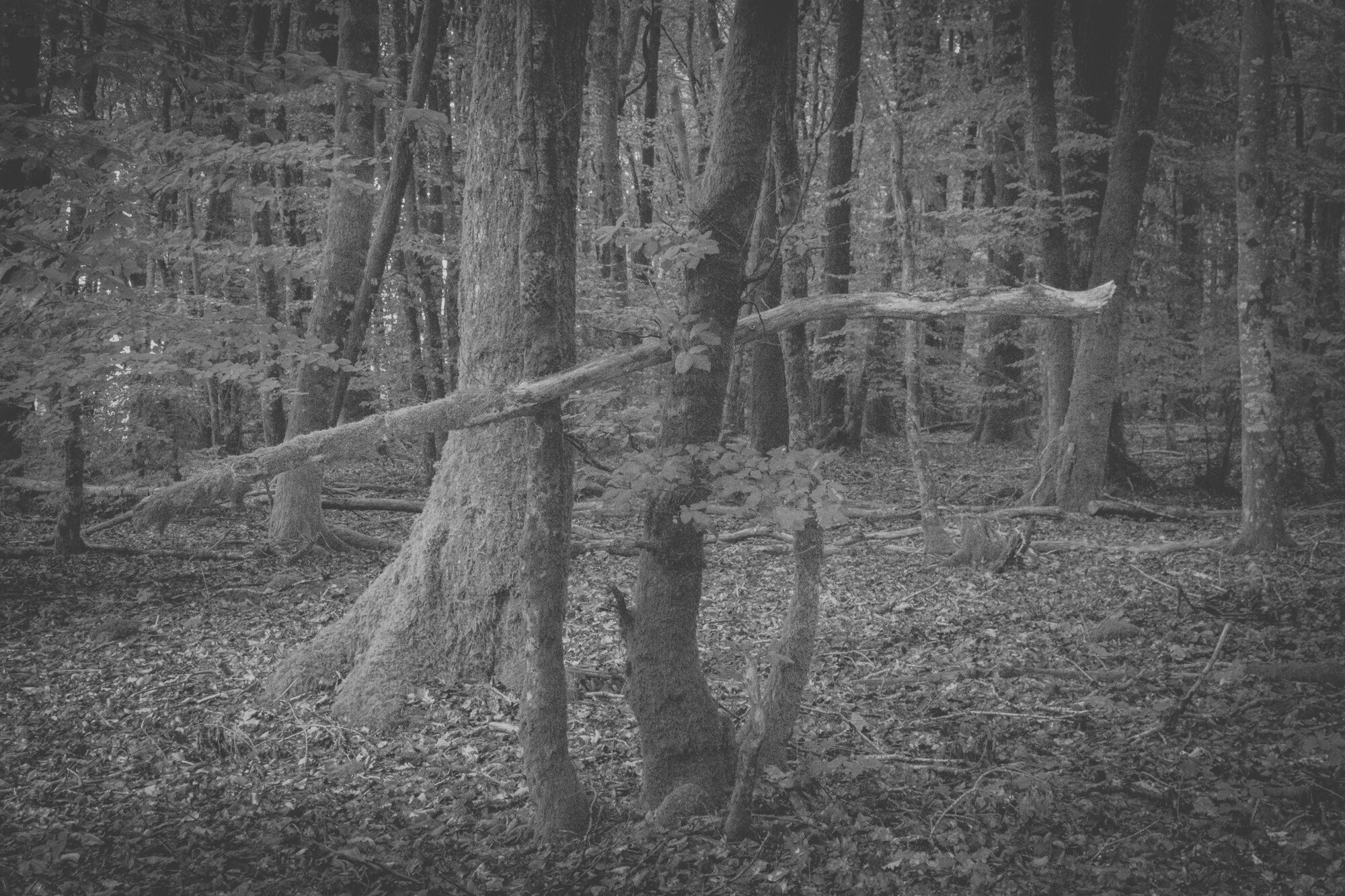 © ElsaLaurent-2025_Forest-190825_DSC4327