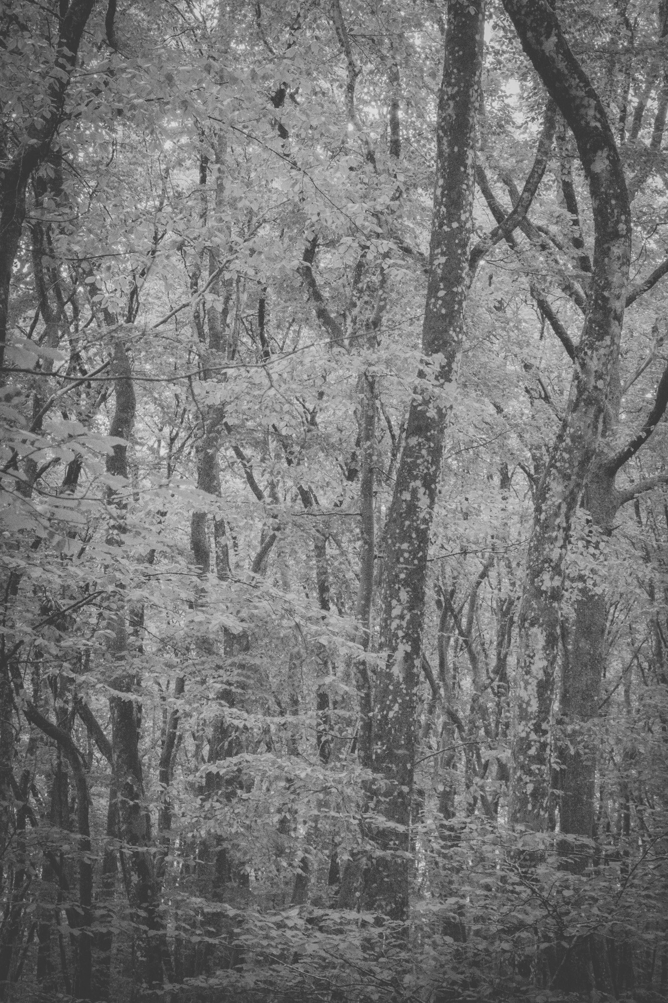 © ElsaLaurent-2025_Forest-190825_DSC4338