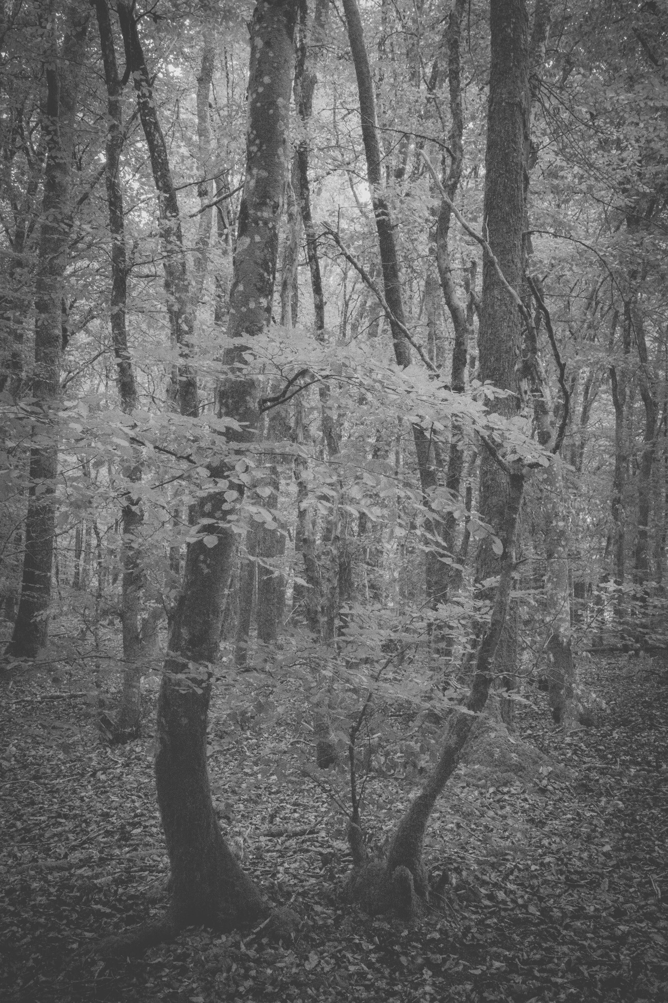 © ElsaLaurent-2025_Forest-190825_DSC4340