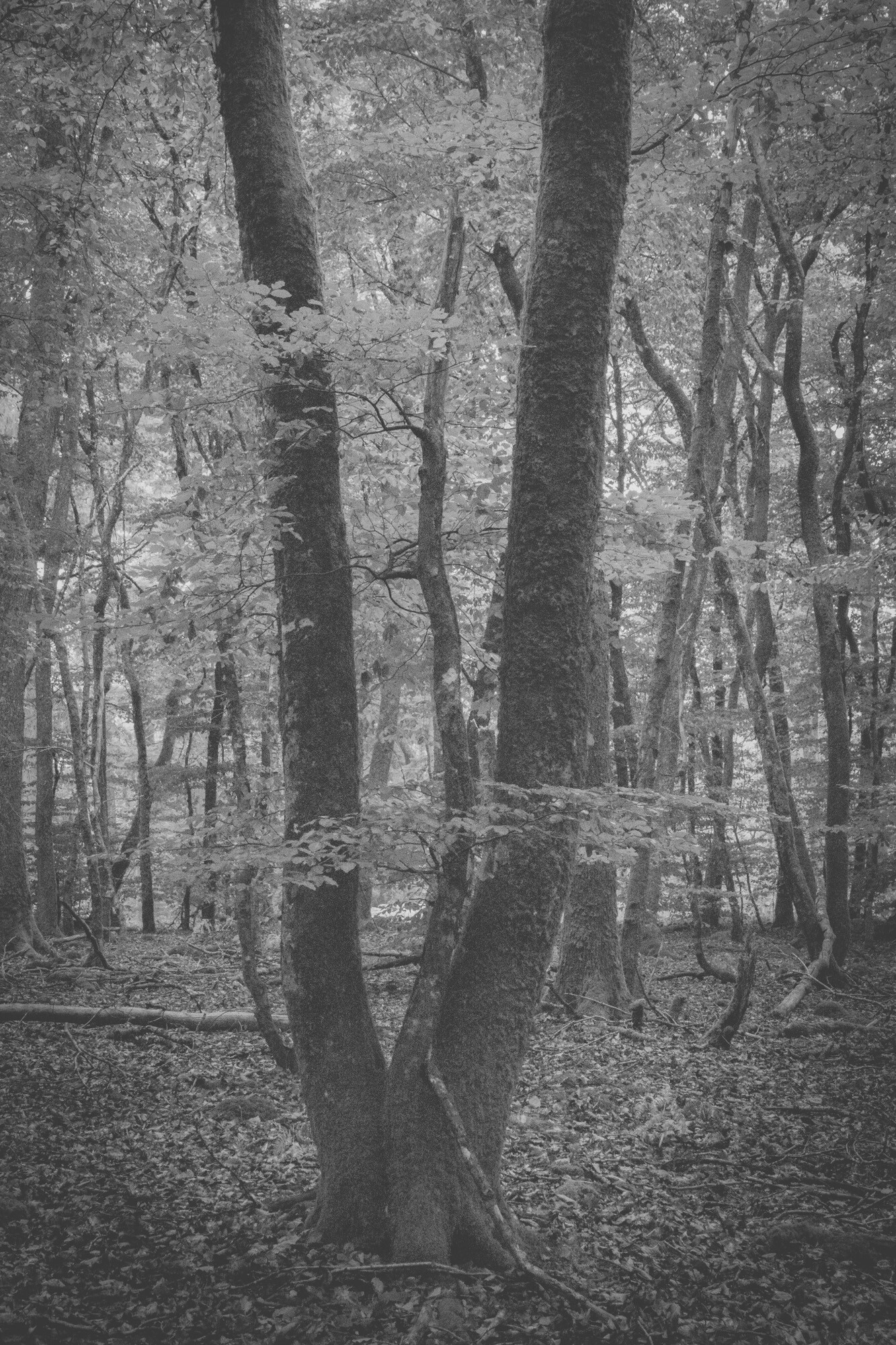 © ElsaLaurent-2025_Forest-190825_DSC4342