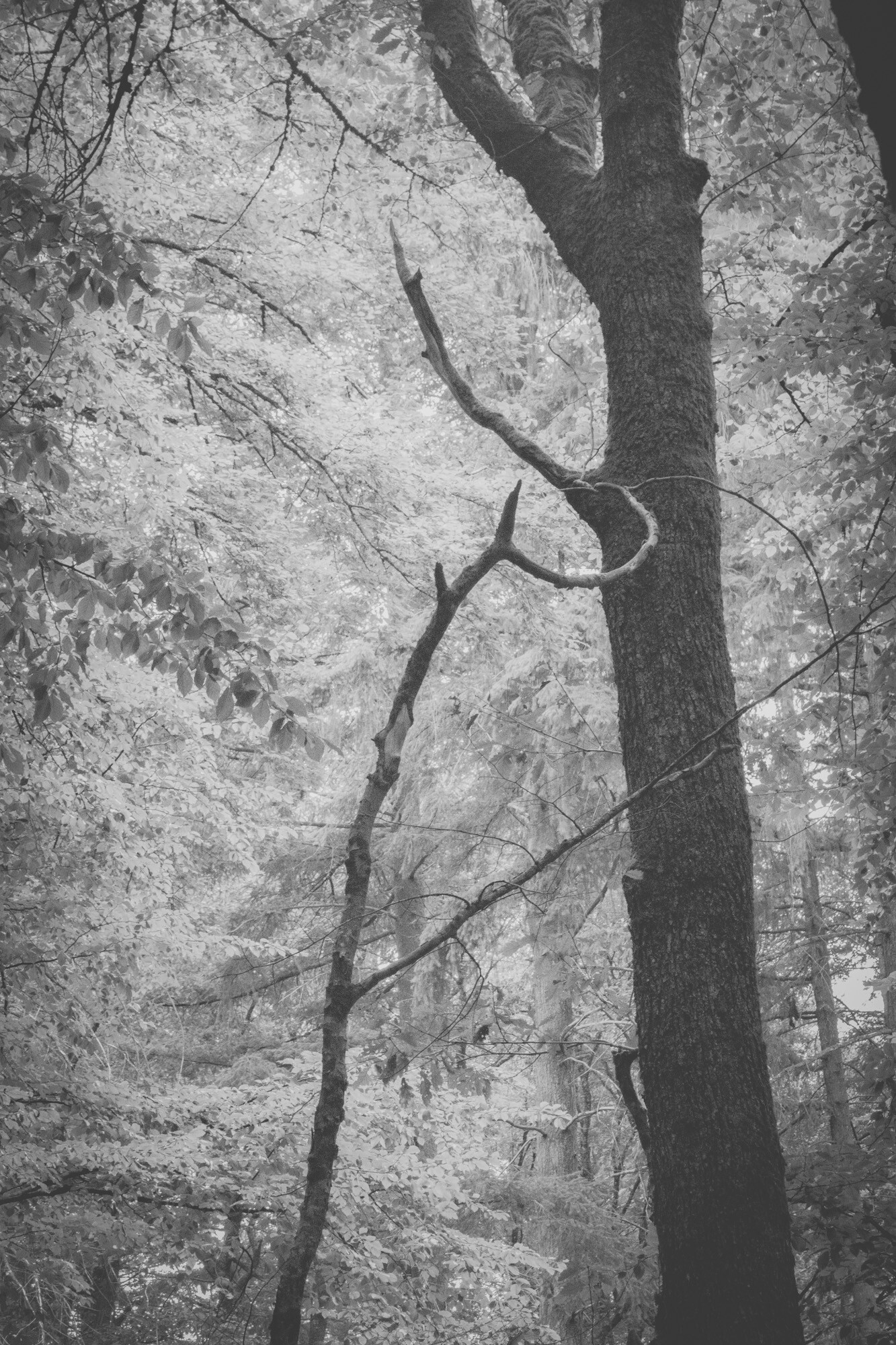 © ElsaLaurent-2025_Forest-190825_DSC4369