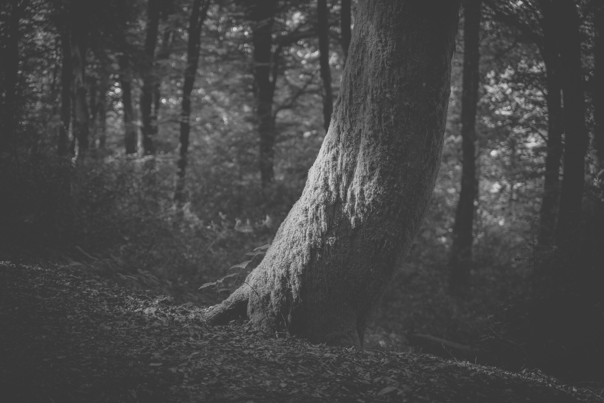 © ElsaLaurent-2025_Forest-220825_DSC5787