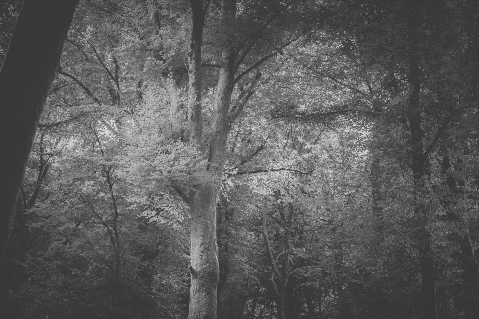 © ElsaLaurent-2025_Forest-220825_DSC5789