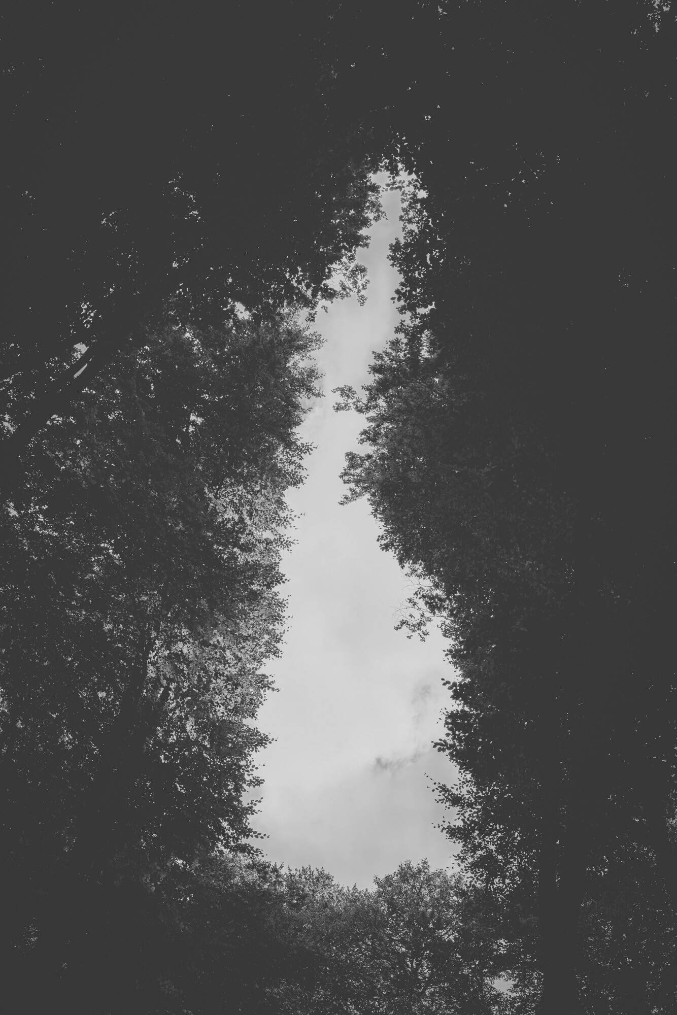 © ElsaLaurent-2025_Forest-220825_DSC5790