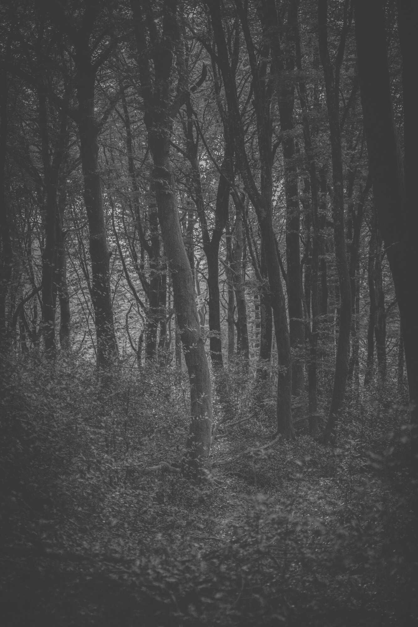 © ElsaLaurent-2025_Forest-220825_DSC5832