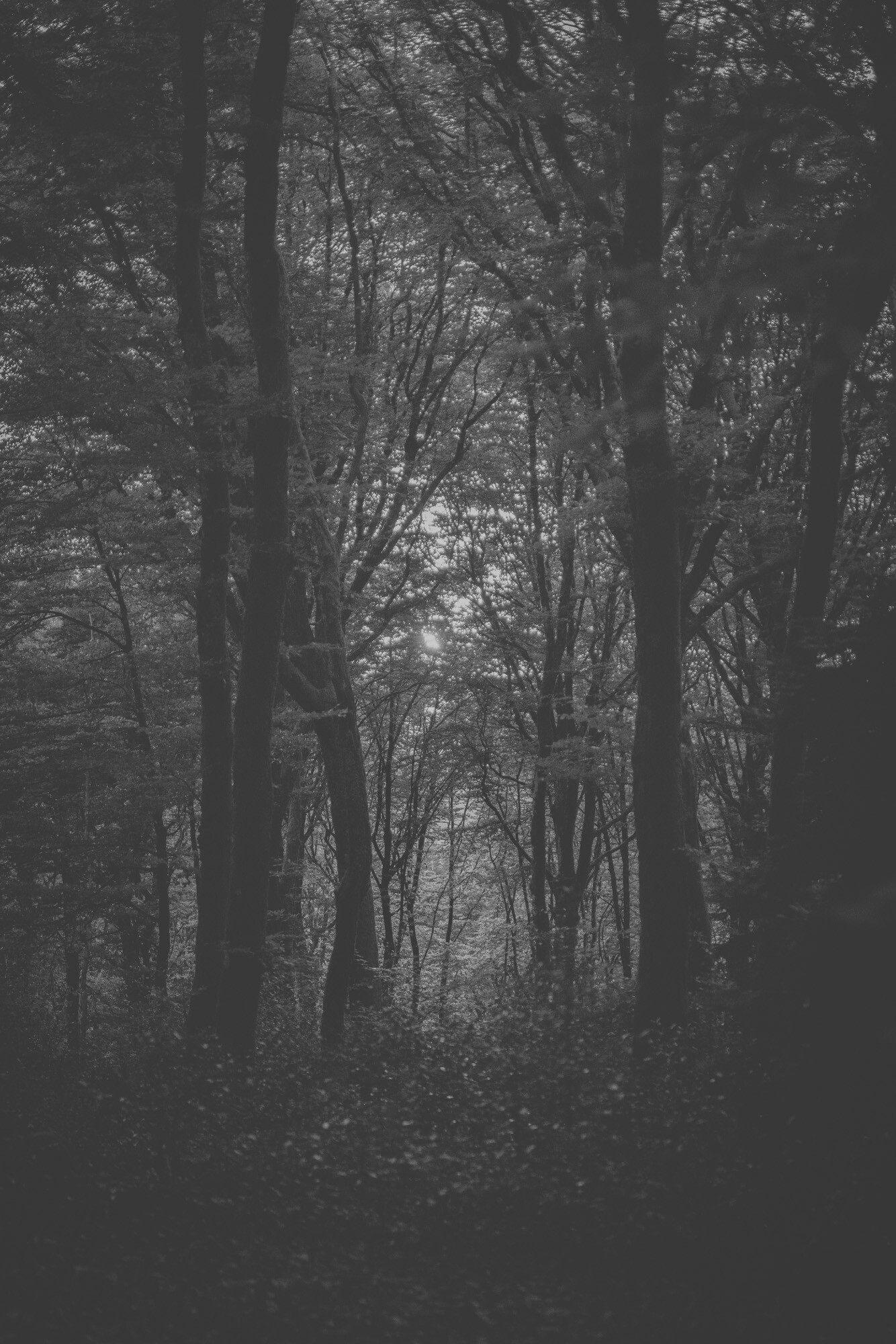 © ElsaLaurent-2025_Forest-220825_DSC5834