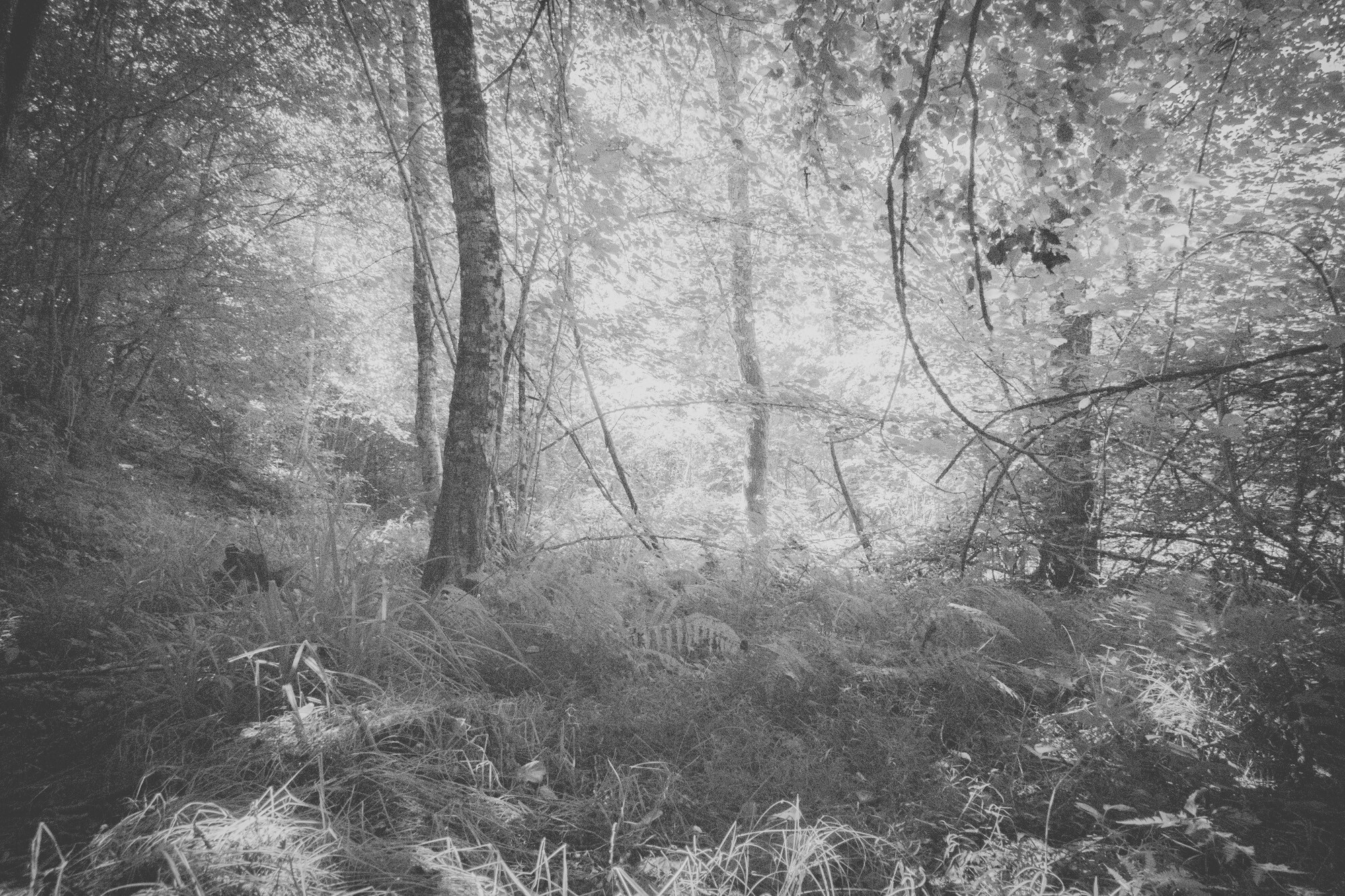 © ElsaLaurent-2025_Forest-290625_DSC3937