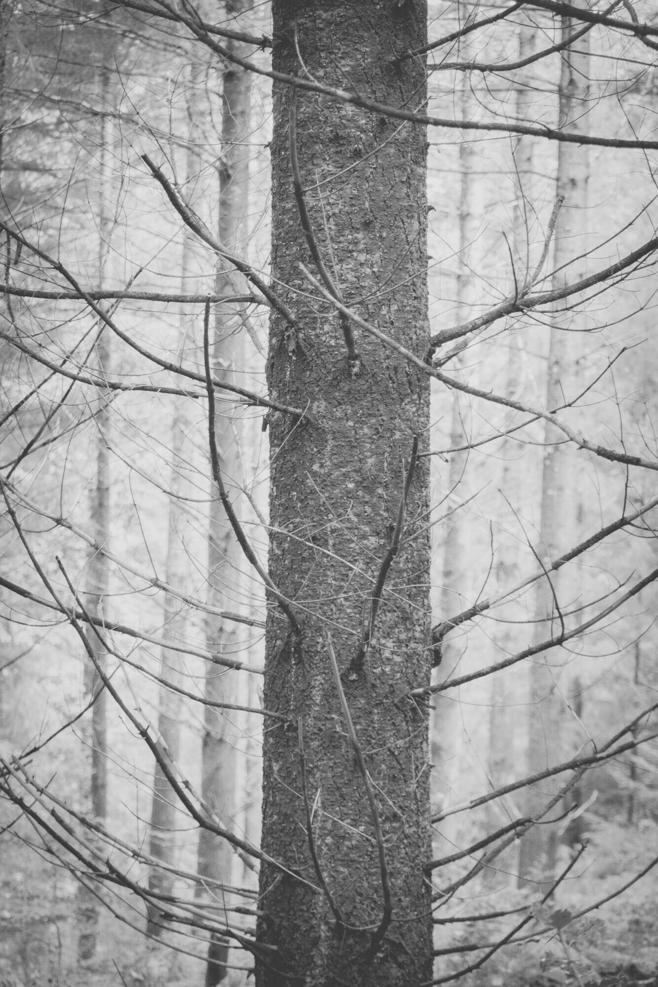 © ElsaLaurent-2025_Forest-300825_DSC4399