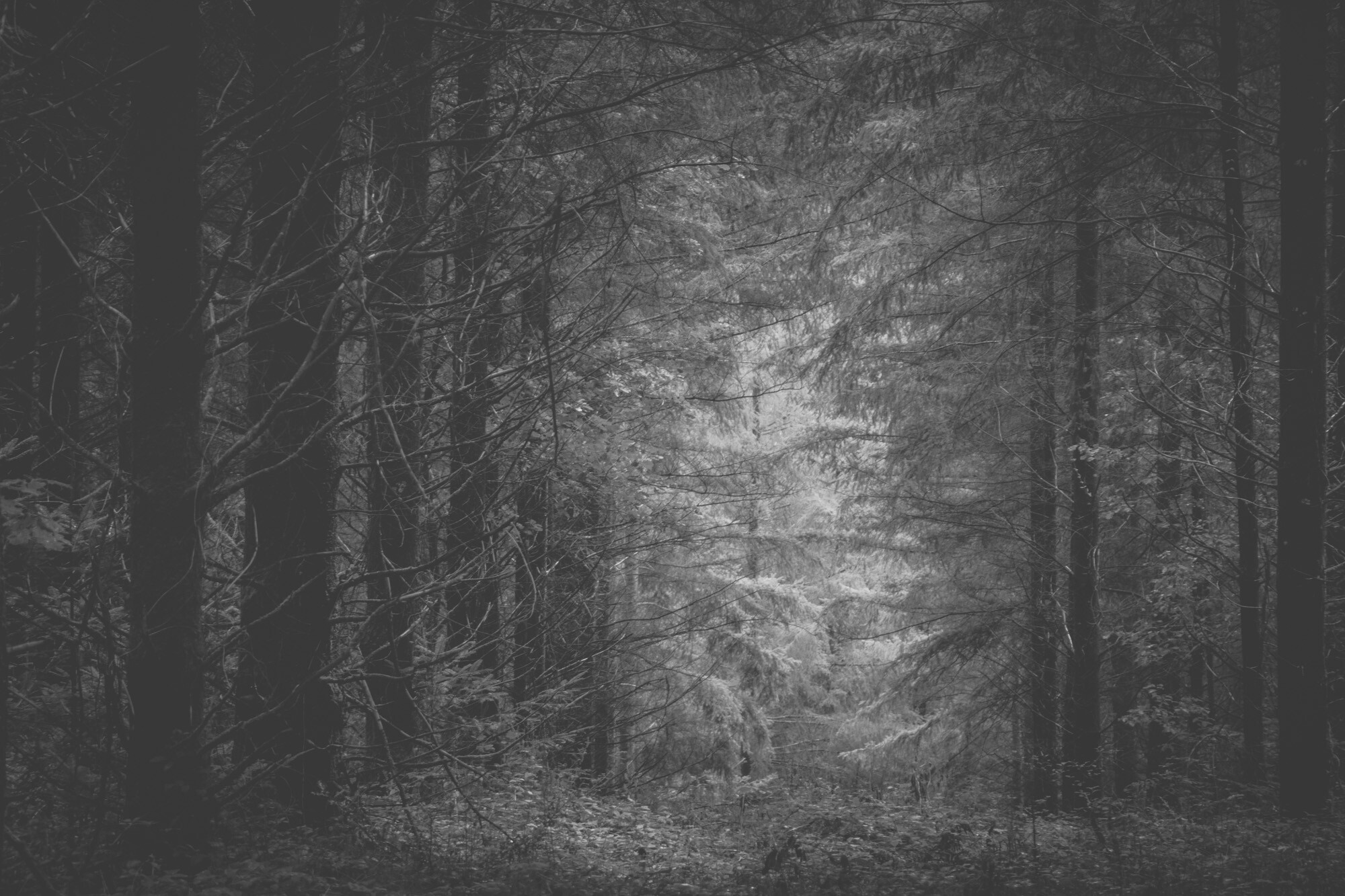 © ElsaLaurent-2025_Forest-300825_DSC4403