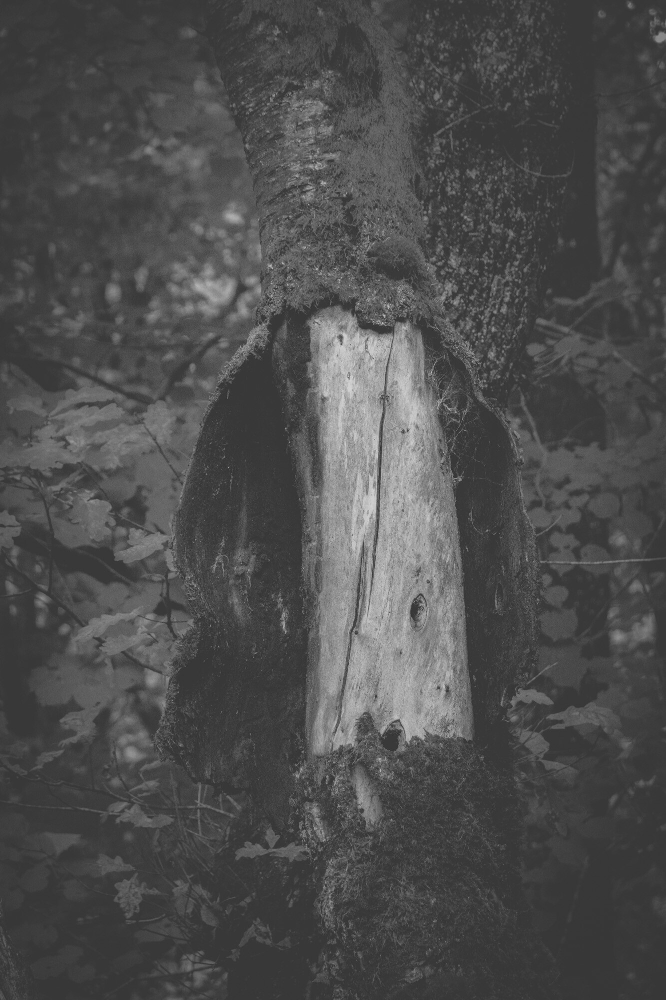 © ElsaLaurent-2025_Forest-300825_DSC4443