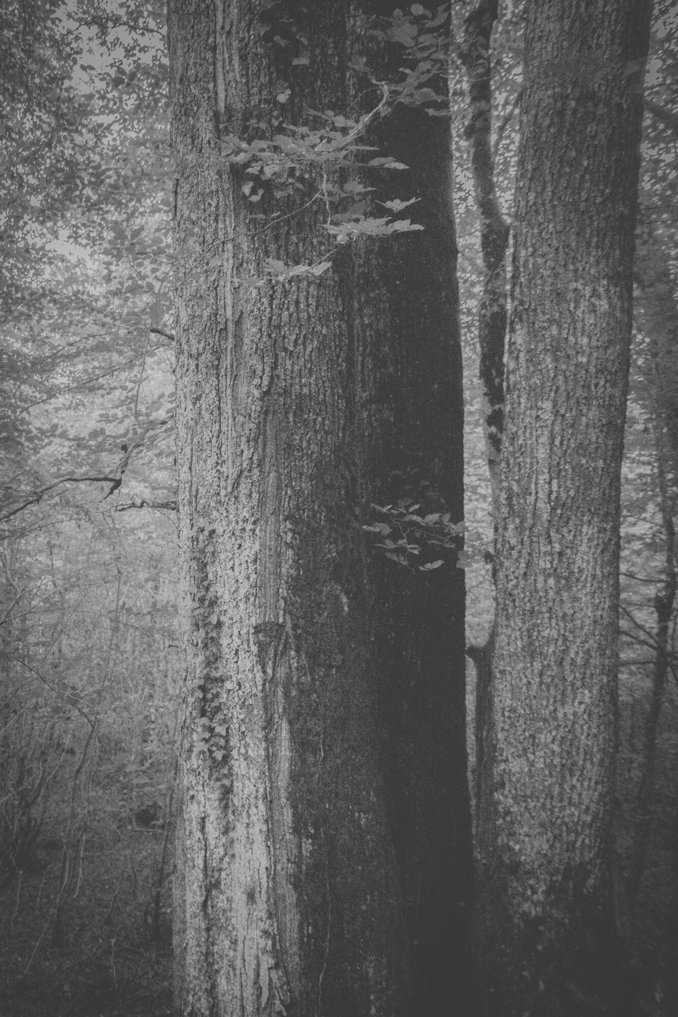 © ElsaLaurent-2025_Forest-300825_DSC4458