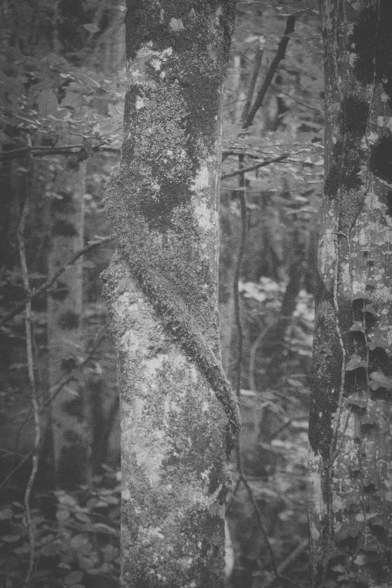 © ElsaLaurent-2025_Forest-300825_DSC4469