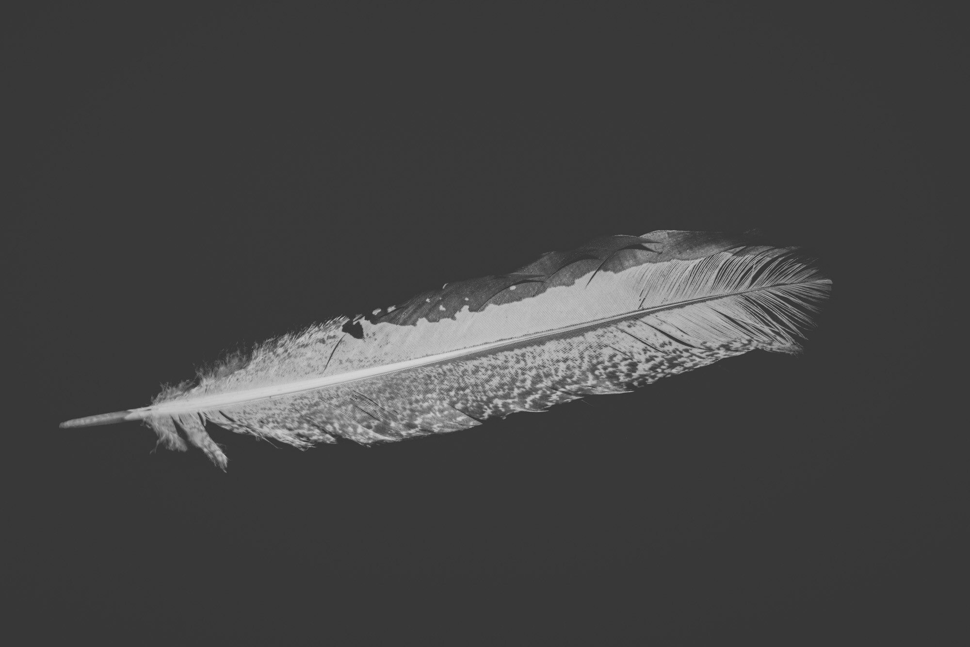 ©ElsaLaurent_220625_Plume_DSC4601